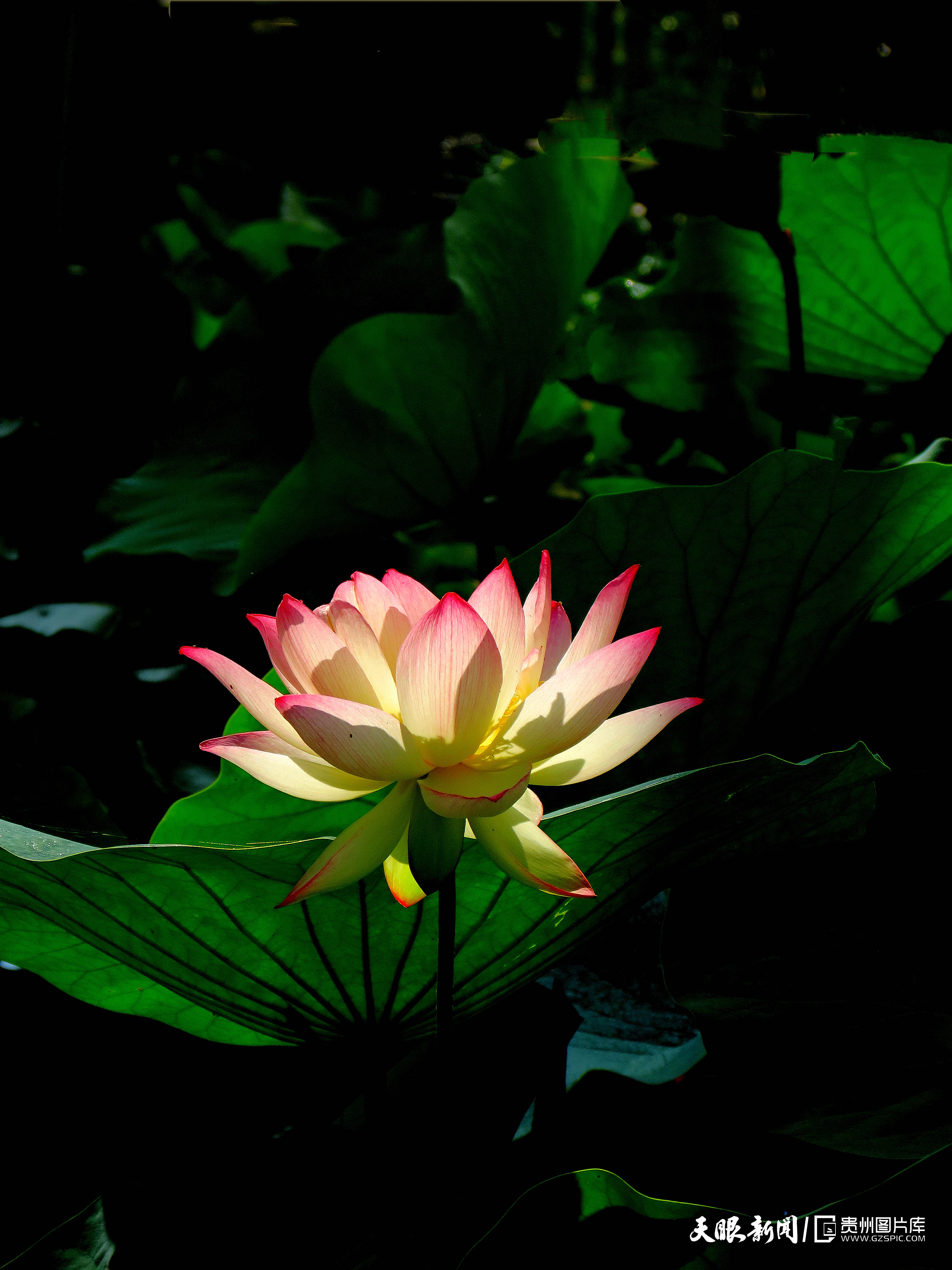 903112-后莊村處于貴州省,遵義市,紅花崗區(qū),金鼎山鎮(zhèn)。綠蔭成林,氣候溫和,人杰地靈,天藍(lán)水清，依托荷塘、藍(lán)莓園等自然資源，發(fā)展民宿、餐飲及采摘體驗，打造“荷花美景帶”，推動農(nóng)旅融合，同時注重傳統(tǒng)美德與鄉(xiāng)愁文化傳承。.jpg