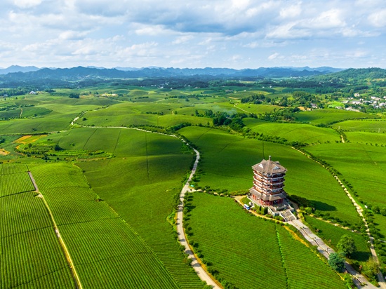 2、湄潭縣中國茶海（作者：林泓泉）.jpg