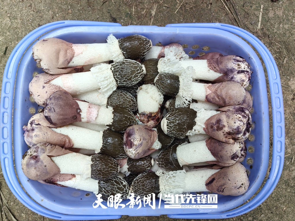 一篮红托竹荪_Watermarked_1.jpg