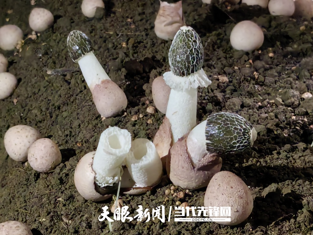 红托竹荪_Watermarked_1.jpg