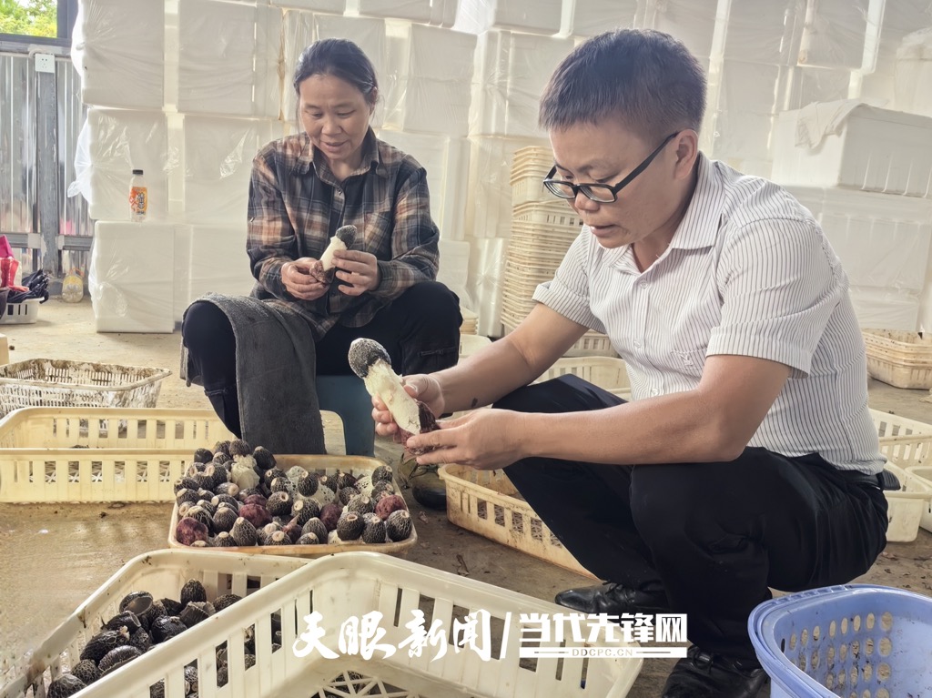旁海镇水寨村支书对红托竹荪充满希望_Watermarked_1.jpg