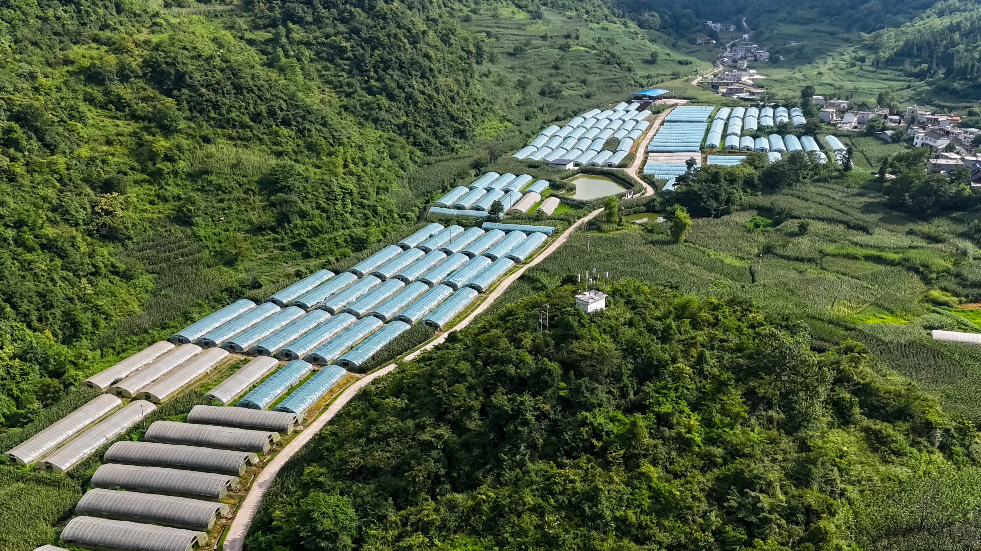 俯瞰大方縣三元鄉(xiāng)勝豐村、河頭村圣女果種植基地  丁譽娥  攝.jpg