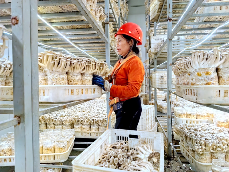 工人正在采摘鹿茸菇。陈丹  摄.jpg