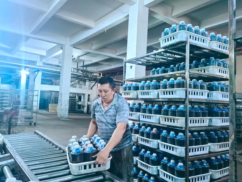 工人将自动化生产的菌棒装运上架。 陈丹  摄.jpg