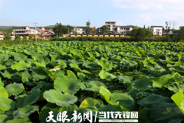 15花园村千亩“荷塘” (8).jpg