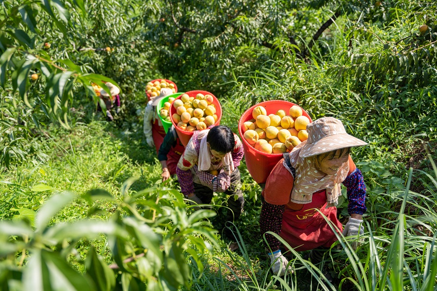 銅仁市萬山區(qū)敖寨鄉(xiāng)甕背村群眾采收黃桃。 （肖浩 攝）.jpg