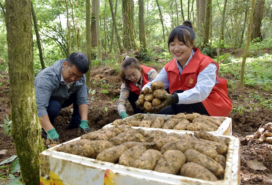 黔東南州鎮(zhèn)遠縣黨員干部在羊場鎮(zhèn)天麻種植基地幫助采挖天麻。 （李安生 攝）.jpg