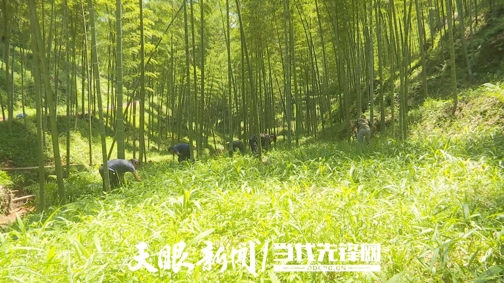 赤水市白云鄉(xiāng)：林下淡竹葉 致富“金葉葉”1.png