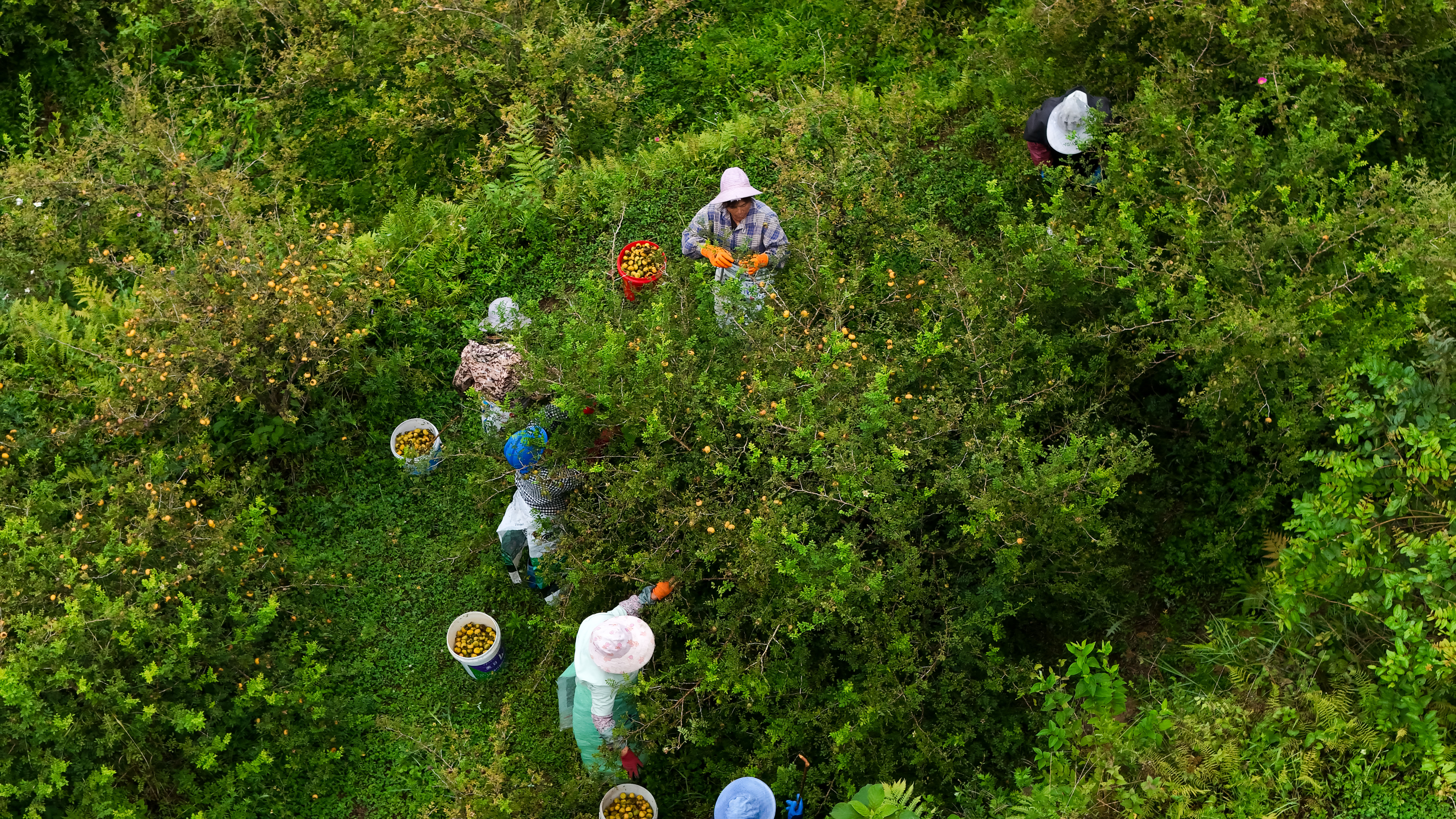 DJI_20250908100357_0075_D.JPG