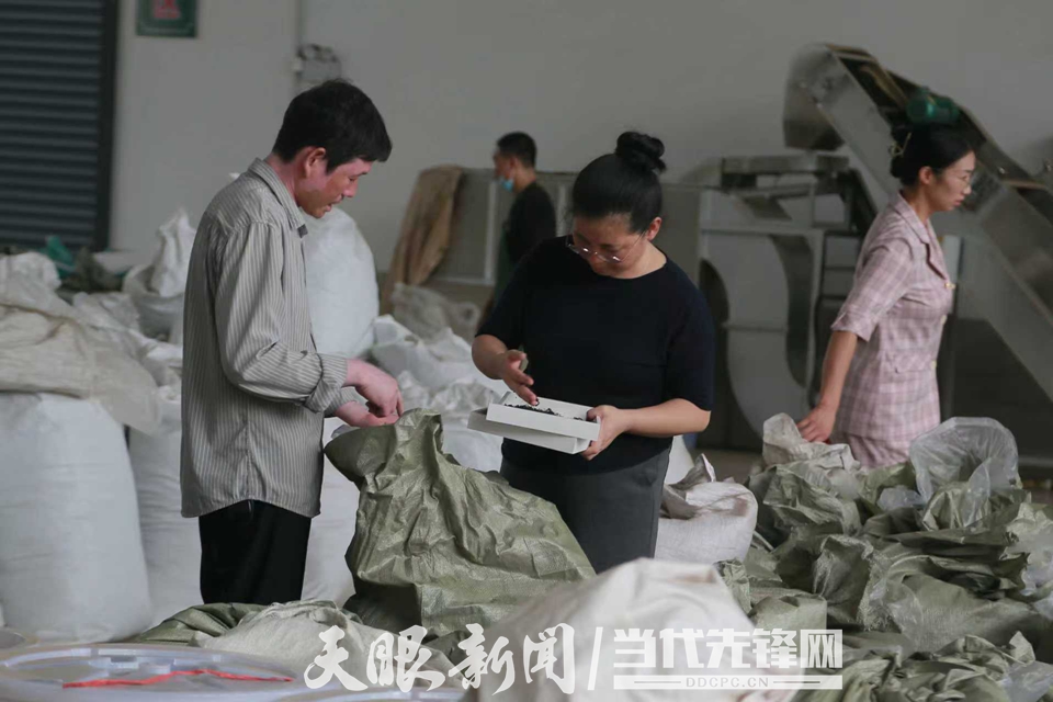 贵州蝉之声农业发展有限公司加工车间，吴川平（中）正在查看产品。 吴运镇  摄.jpg