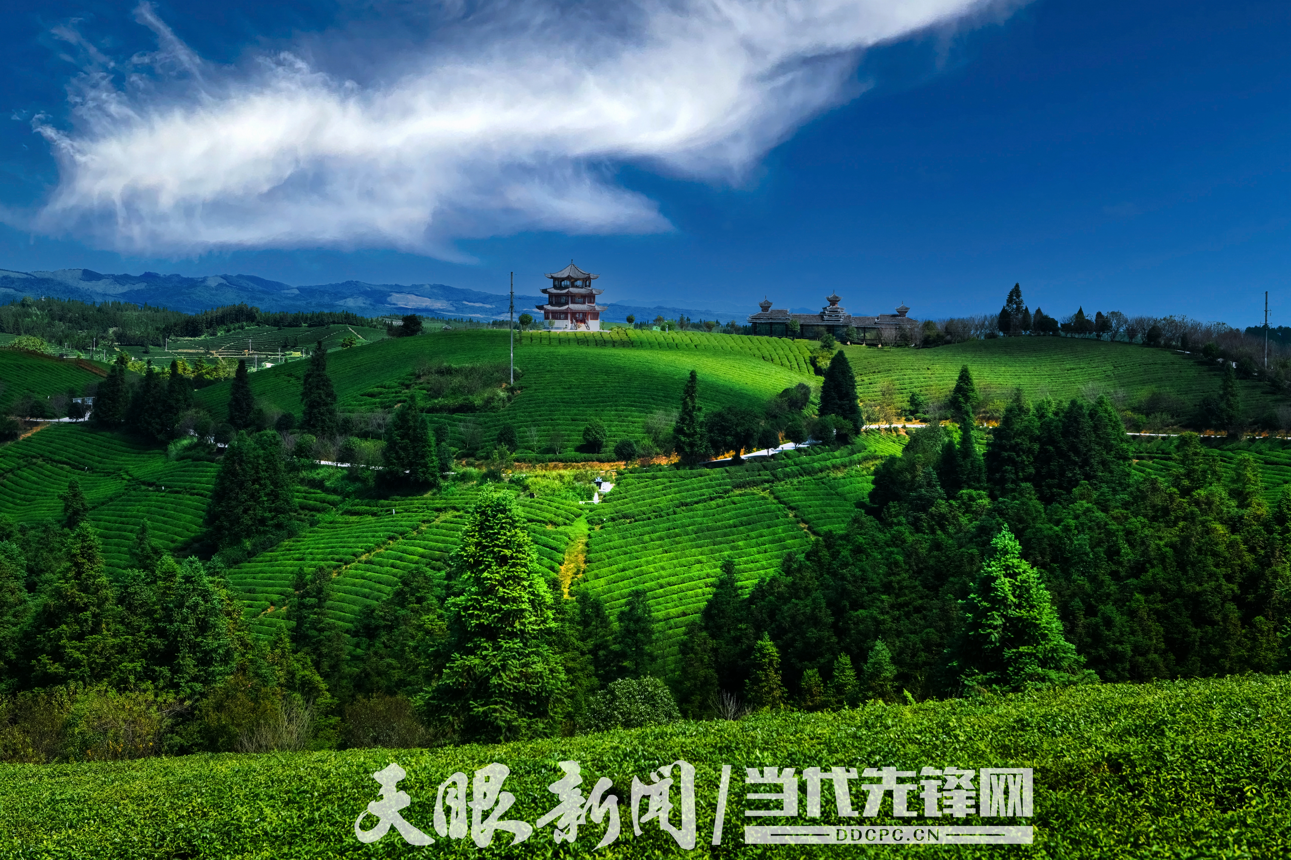 黎平高屯茶园一隅。黎平宣传部供图.jpg