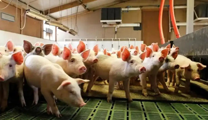 dD0xNzU5MTM2NjM1X3I9YmQ4YjdjMjVfdz02NzhfcT0xMDBfZT1wbmc=.webp 9bc1f11dc103d50e8d59d8d69b68944.png