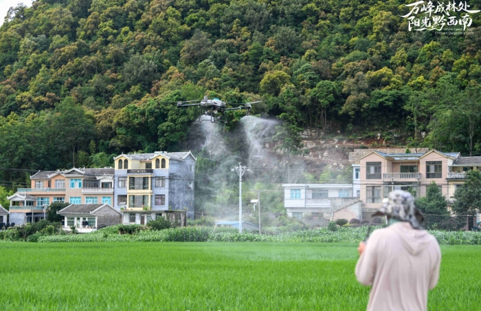 植保無人機在貴州省黔西南布依族苗族自治州安龍縣招堤街道海莊村水稻田開展“飛防”作業(yè) 劉朝富.jpg