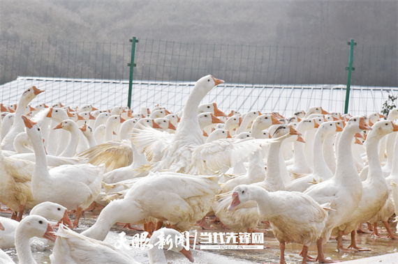 锦屏县生态种鹅养殖基地的鹅群.jpg