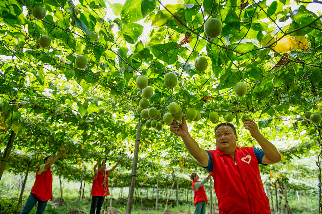 dD0xNzYwNTk2OTQ3X3I9MjM0OTUyMjFfdz0xMDI0X3E9MTAwX2U9anBn.webp 20230823-岩古村党员示范户罗汉果种植基地.jpg