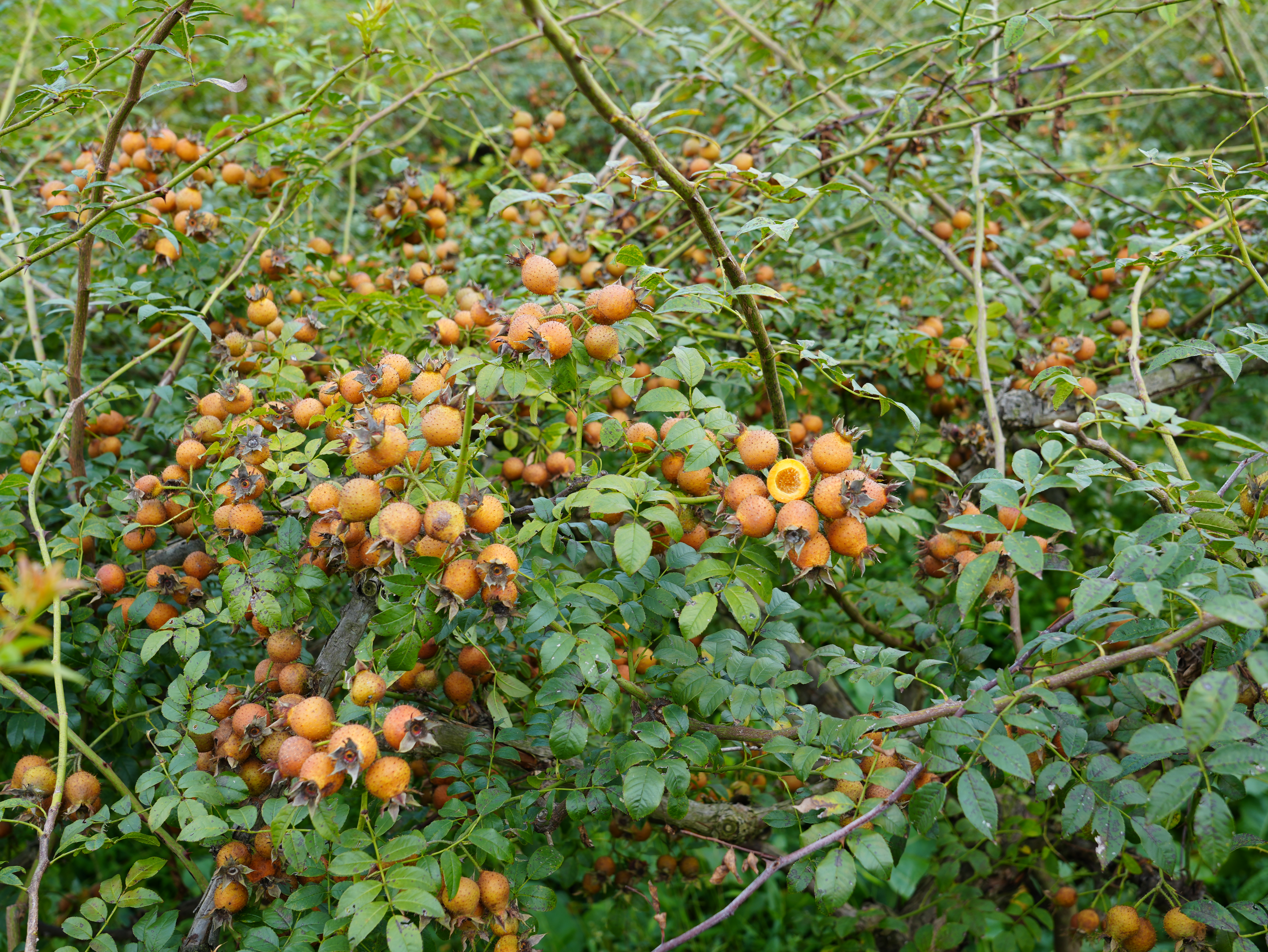 17609259346729.jpg 24121760925859_.pic_hd.jpg