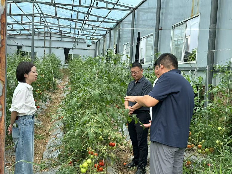 臺江縣革一鎮(zhèn)革一村職業(yè)經(jīng)理人楊德華向來村調(diào)研的縣領(lǐng)導(dǎo)介紹大棚蔬菜產(chǎn)業(yè)情況。.jpg