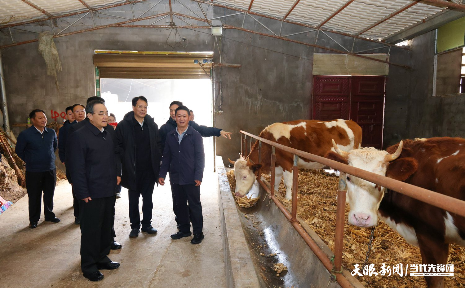 （審定）DPCL3996-1------2025年10月27日至28日，省委書記徐麟深入畢節(jié)市七星關(guān)區(qū)、威寧自治縣調(diào)研。圖為徐麟在威寧自治縣么站鎮(zhèn)平原村黃牛養(yǎng)殖場，了解黃牛產(chǎn)業(yè)發(fā)展帶動群眾增收等情況。貴州日報天眼新聞記者 杜朋城 攝影.jpg