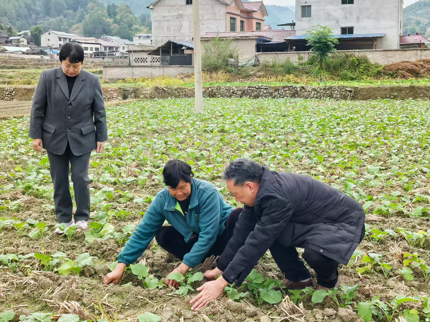 余慶縣白泥鎮(zhèn)“銀發(fā)農(nóng)技”下田間 油菜管護(hù)有“妙招”1.png
