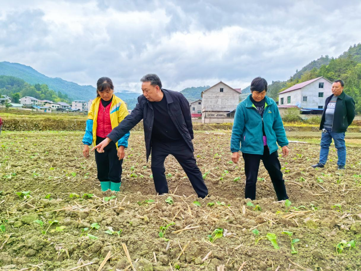 余慶縣白泥鎮(zhèn)“銀發(fā)農(nóng)技”下田間 油菜管護(hù)有“妙招”2.png