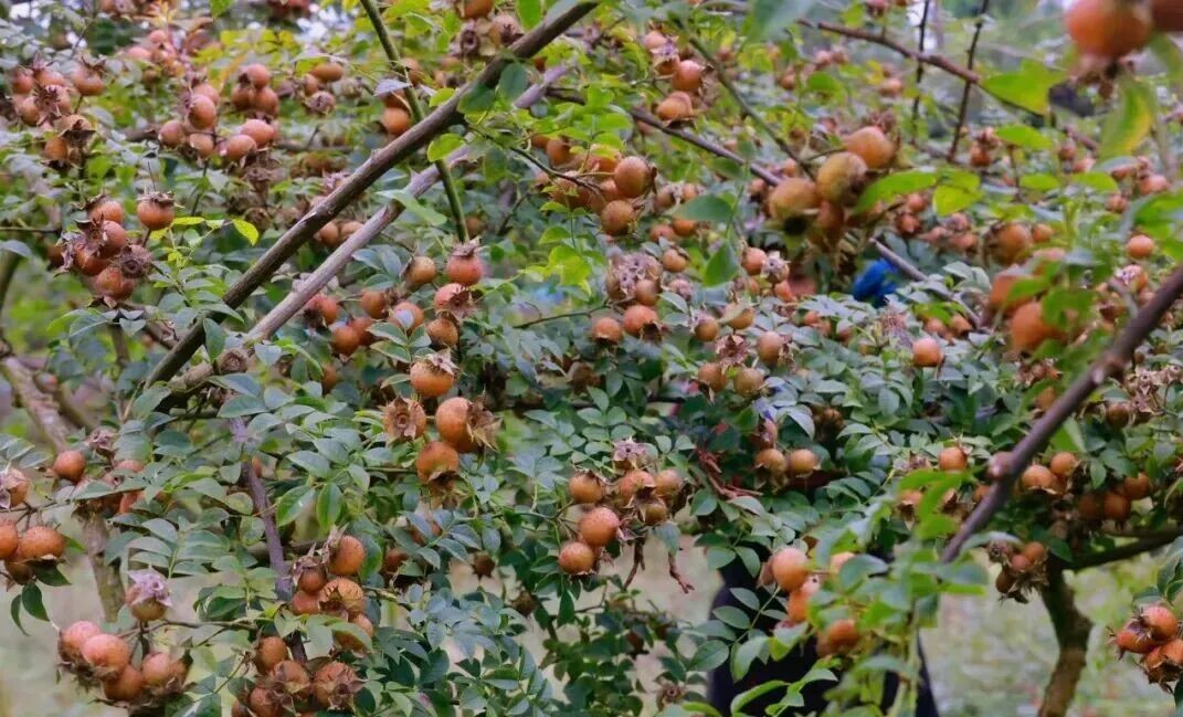 17621833068565.jpg 640 (1).jpg