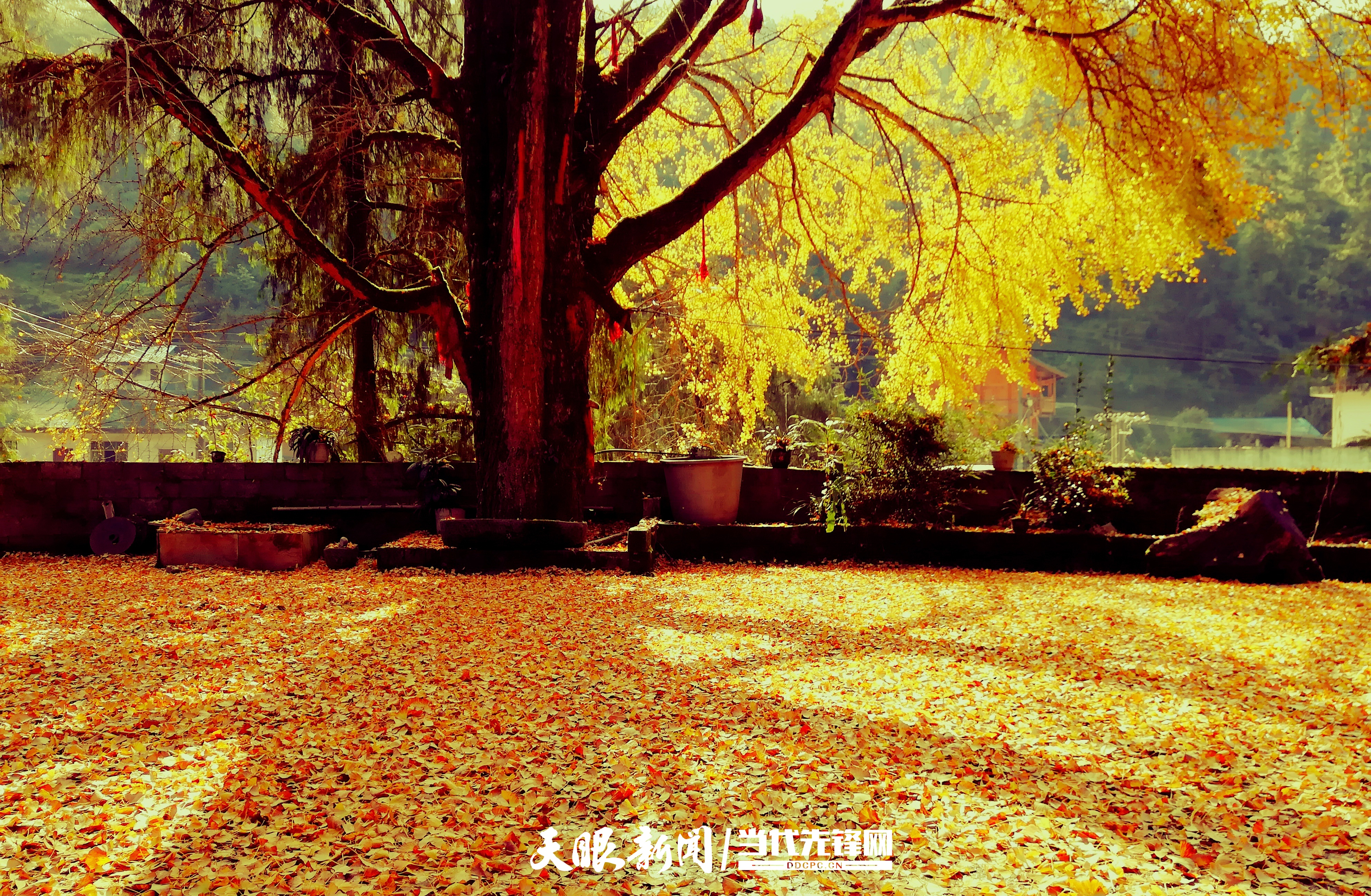 dD0xNzYyMjE5OTc4X3I9ODVlNjdjZGFfdz0xMDgwX3E9MTAwX2U9anBn.webp 金盏坪银杏树1.jpg