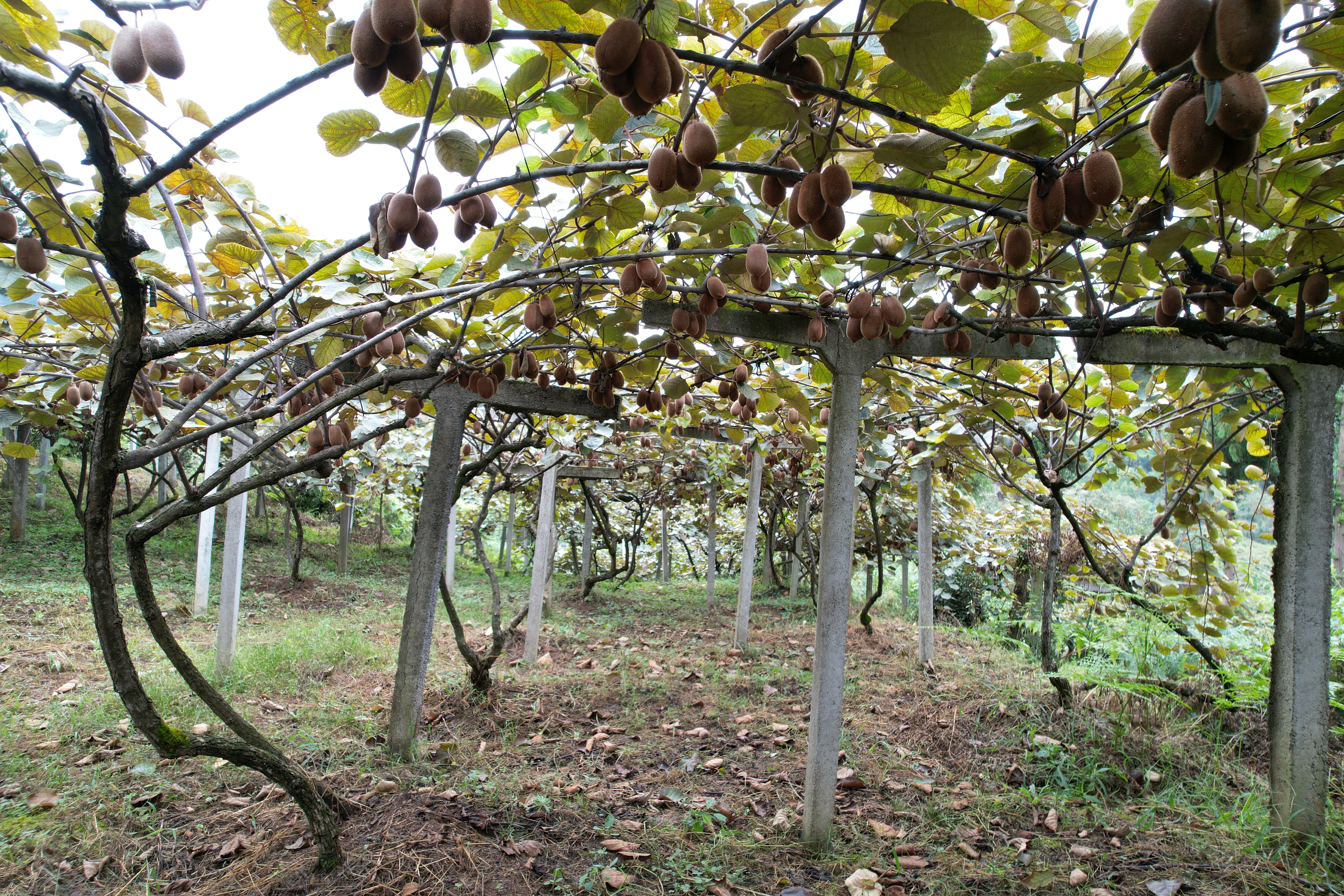 平摊猕猴桃 (3).JPG