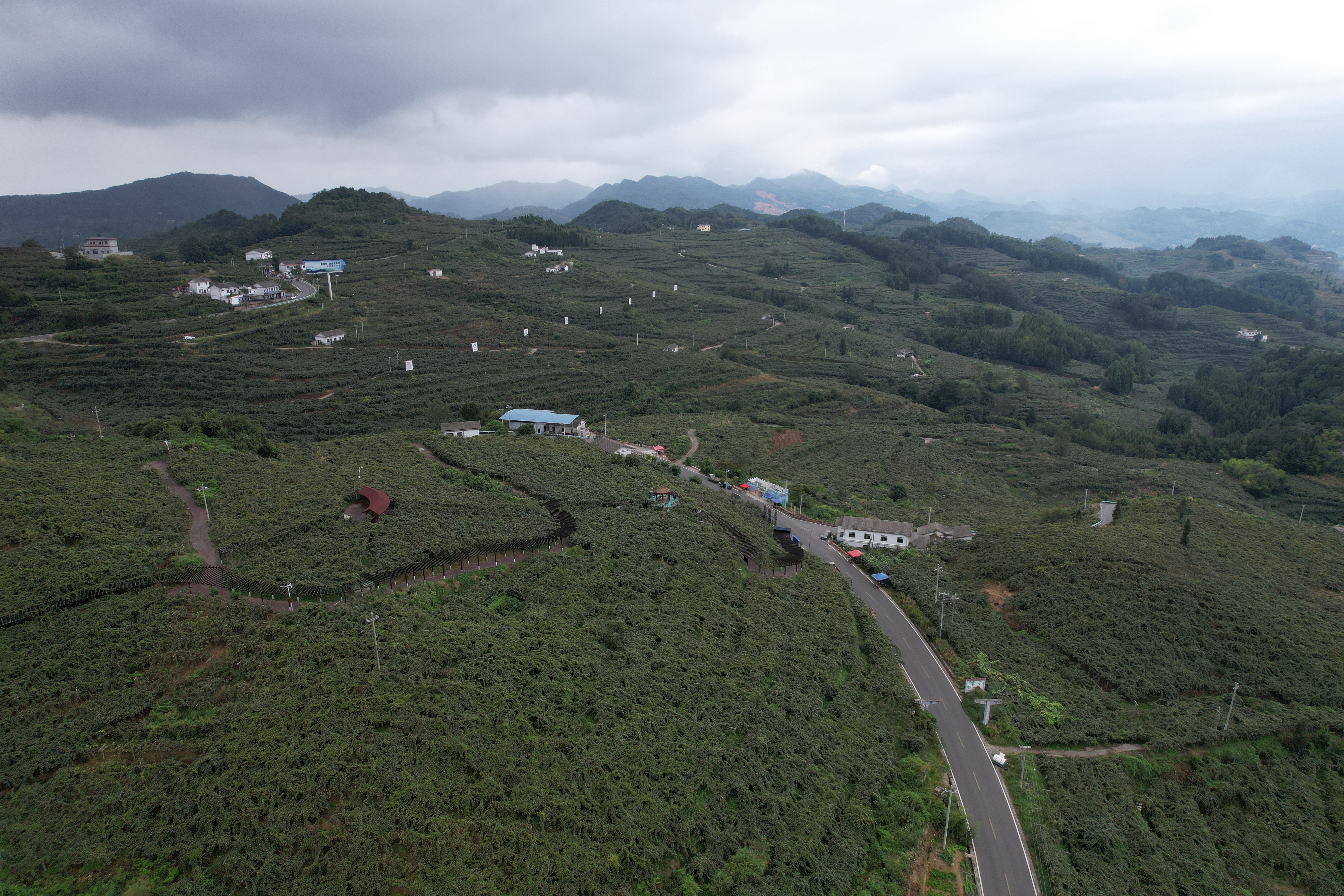 平摊猕猴桃 (2).JPG