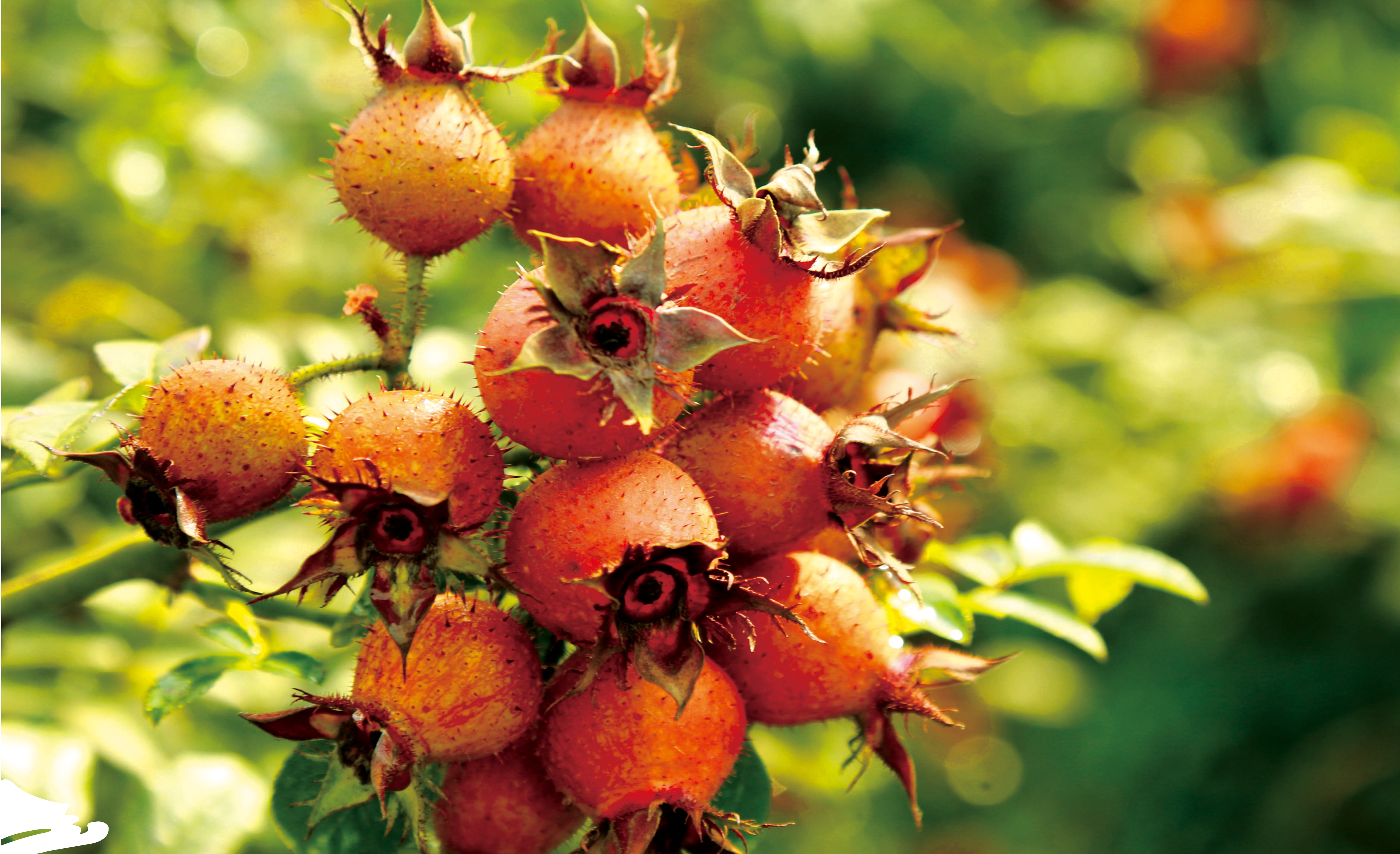 dD0xNzYyNzQ3ODA1X3I9YzMyNWNmZmVfdz0xMDgwX3E9MTAwX2U9anBn.webp VC 之王--安顺金刺梨.jpg