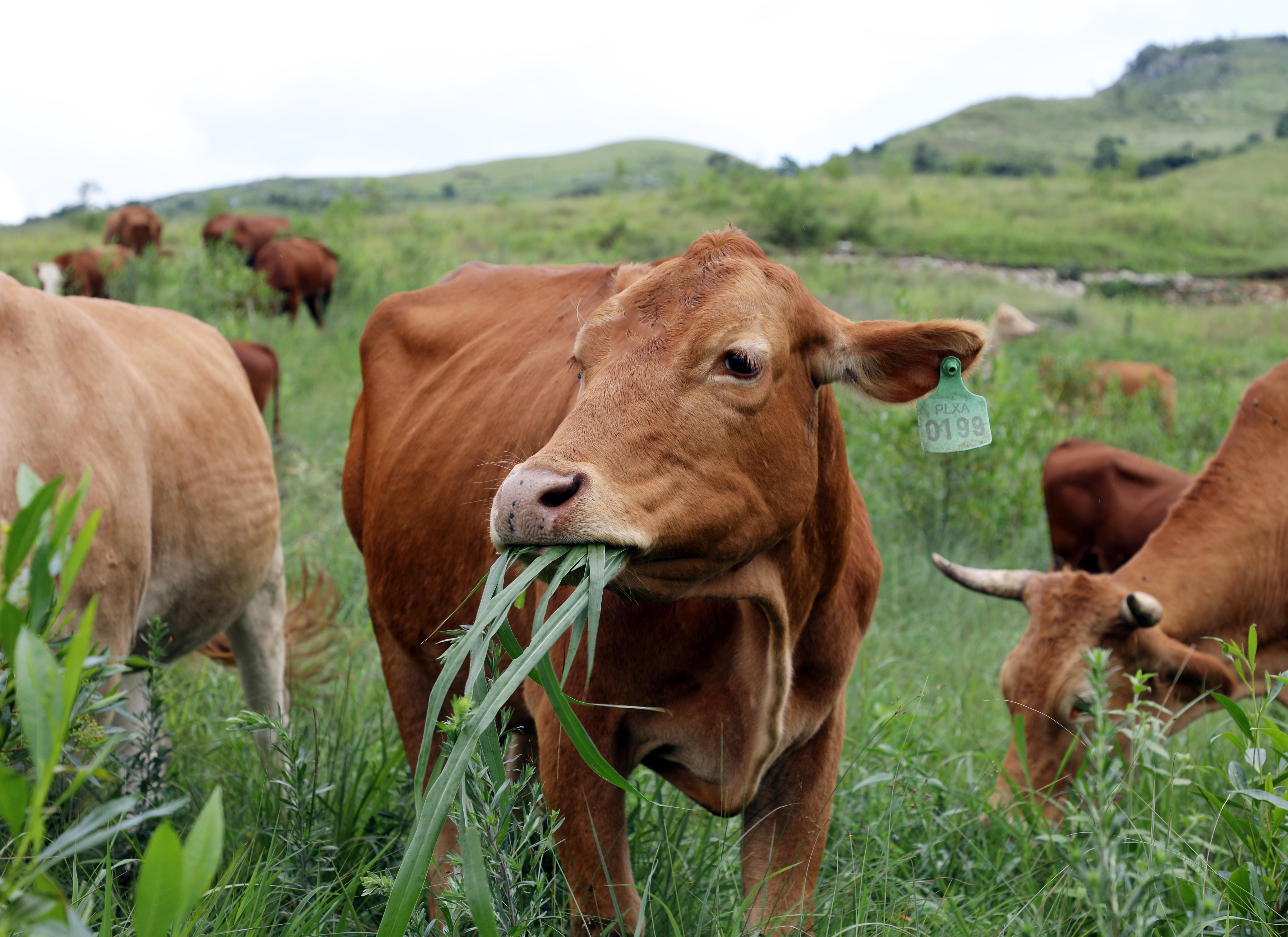 dD0xNzYyNzQ4MDUwX3I9ZDg3ZmYwZTdfdz0xMDgwX3E9MTAwX2U9anBn.webp 关岭牛吃草 关岭自治县委宣传部提供.jpg