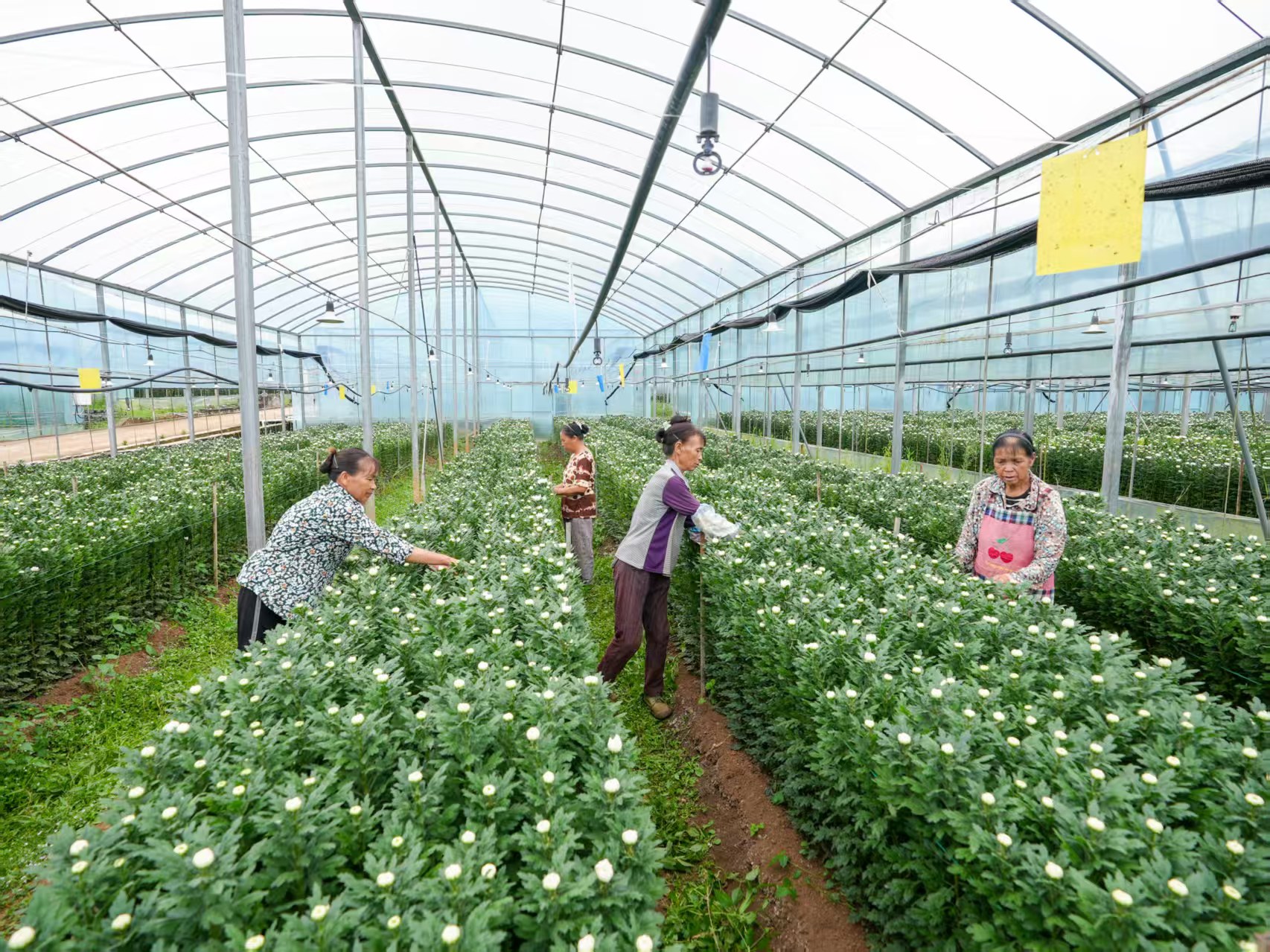 17631375832080.jpg 1114.jpg