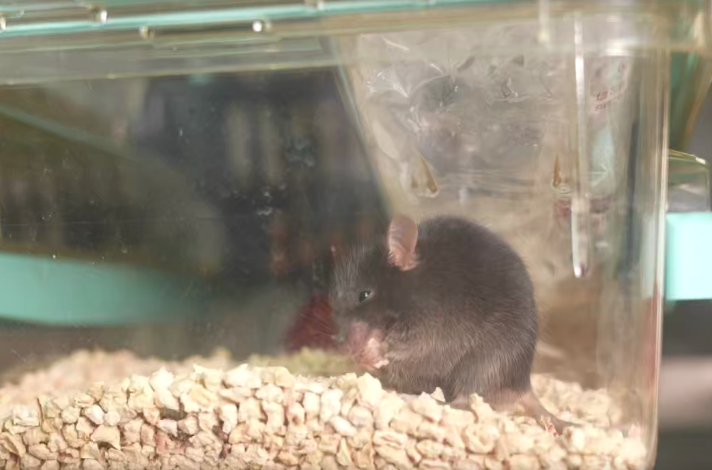 dD0xNzYzMTc2Mjk5X3I9YWI0NmFmMWZfdz03MTJfcT0xMDBfZT1wbmc=.webp 2025110195377f6e8a594de997697a23749493a4_XxjdzbC000018_20251101_CBMFN0A002.png