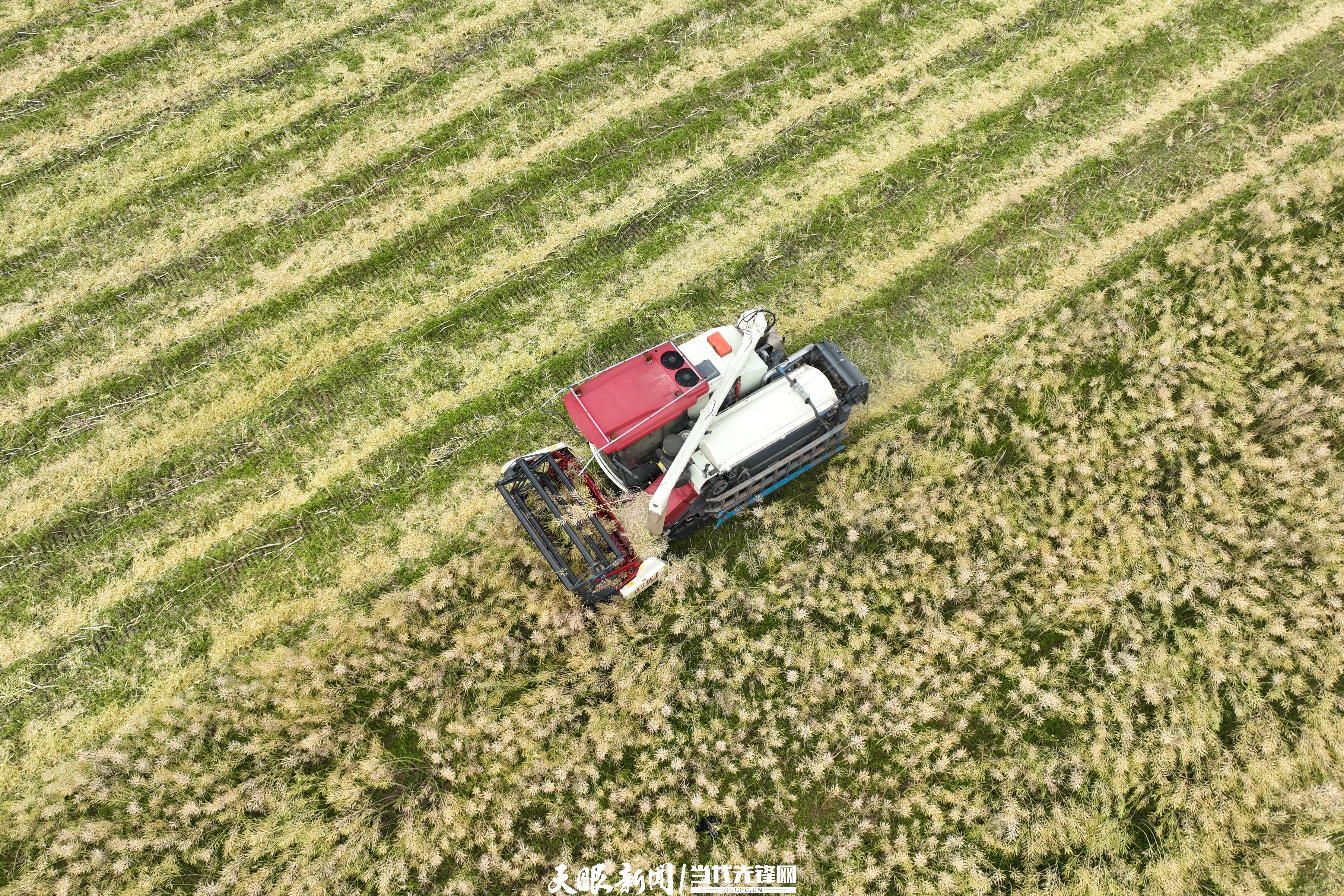 dD0xNzYzMzQ3NDUzX3I9OGRiYjVjM2Jfdz0xMDgwX3E9MTAwX2U9anBn.webp 2025年5月18日,在贵州省黔南布依族苗族自治州福泉市陆坪镇罗坳村的高标准农田里,农户驾驶收割机在田间收割油菜。.jpg