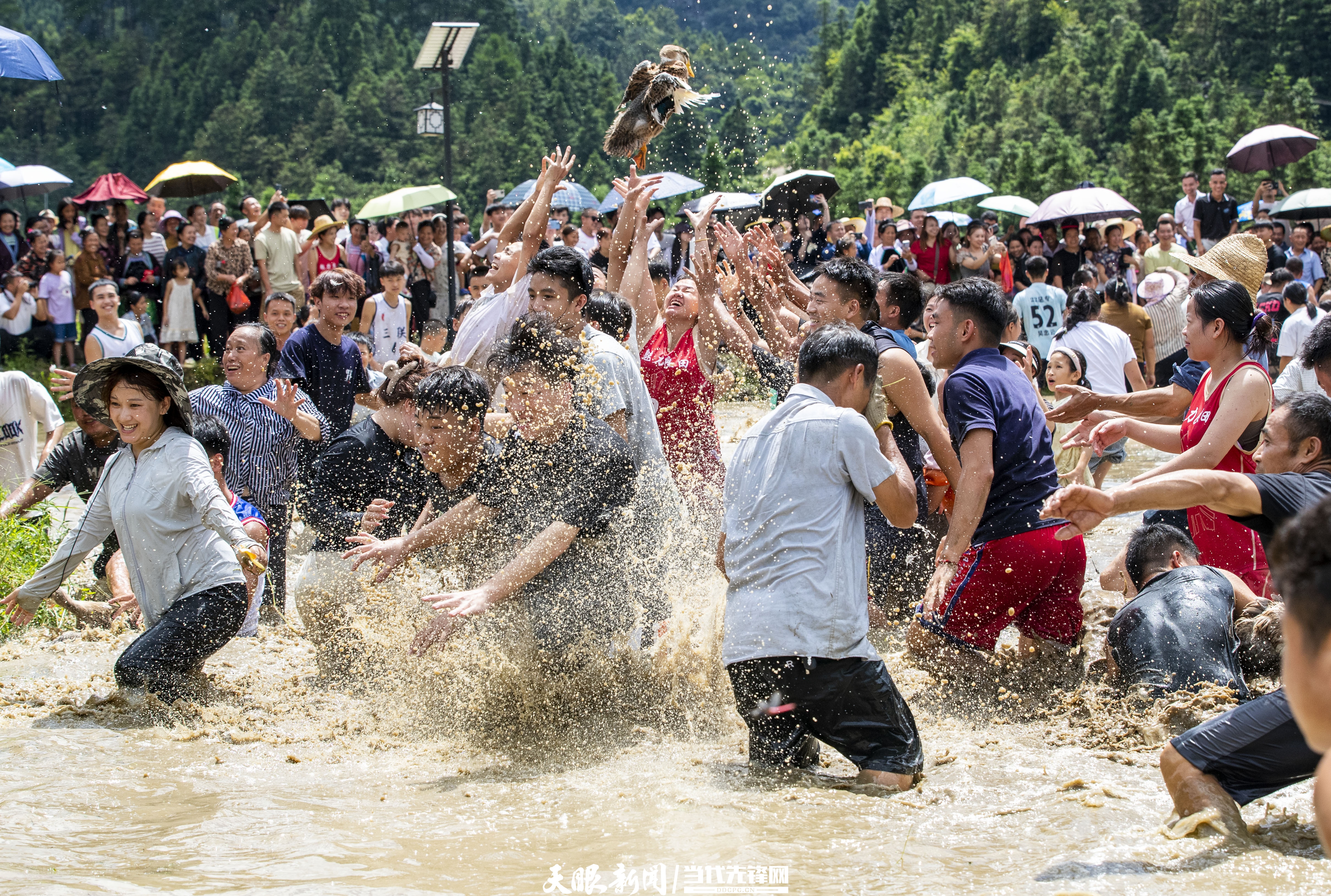 dD0xNzYzMzQ3NTc3X3I9YjI2NTYxMmFfdz0xMDgwX3E9MTAwX2U9anBn.webp 2025年8月16日,人们在从江县刚边壮族乡三联村稻田里参加抓鸭子趣味活动。.jpg