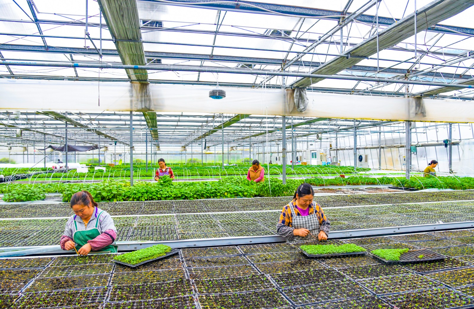 dD0xNzYzMzY0MjI5X3I9NzVlOTJmNTdfdz0xMDgwX3E9MTAwX2U9anBn.webp 2025年5月7日,在遵义市汇川区泗渡镇遵义劳仑丰农业科技有限公司现代化育苗大棚,工人穿梭其间,各司其职,忙着洒水、挑选、移栽秧苗。.jpg