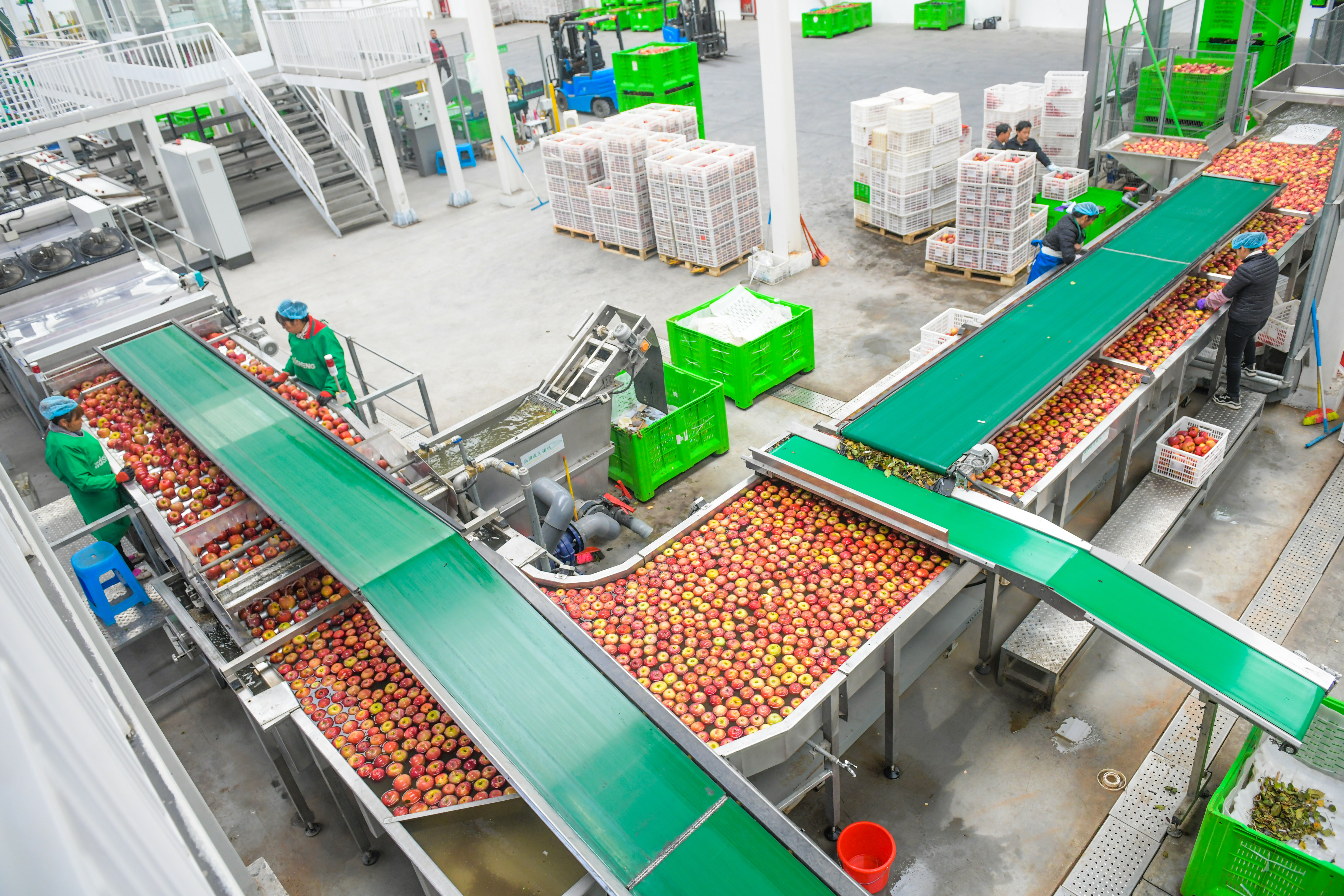 dD0xNzYzMzY0MzQ0X3I9YWFiZWVlYmNfdz0xMDgwX3E9MTAwX2U9anBn.webp 近年来,威宁自治县依托高海拔、低纬度的地理优势和独特的气候条件,大力推动苹果产业规模化、科技化发展,使之成为助农增收、促进乡村振兴的主导产业。目前,全县苹果挂果面积约15万亩,预计年产量近28万吨,惠及近10万果农增收。图为在威宁自治县一家集果品收购、销售、贮藏、加工为一体的龙头企业,车间内外一派热火朝天。.jpg