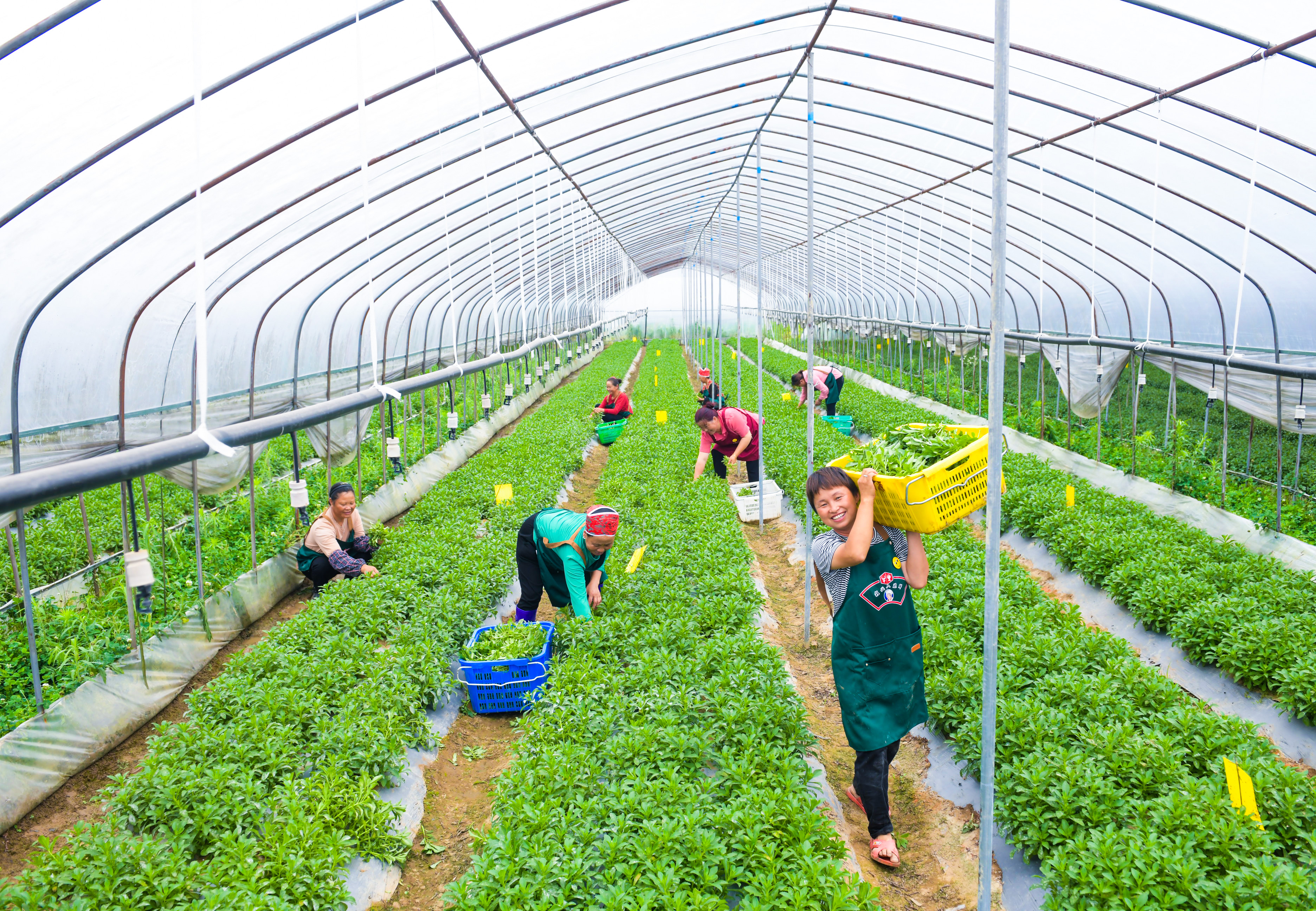 dD0xNzYzMzYzNDQ4X3I9OWI5YzVkMDVfdz0xMDgwX3E9MTAwX2U9anBlZw==.webp 2021年6月30日,黄平县旧州镇川心村村民在野生蔬菜基地采摘蔬菜。贵州日报杨涛 摄.jpeg