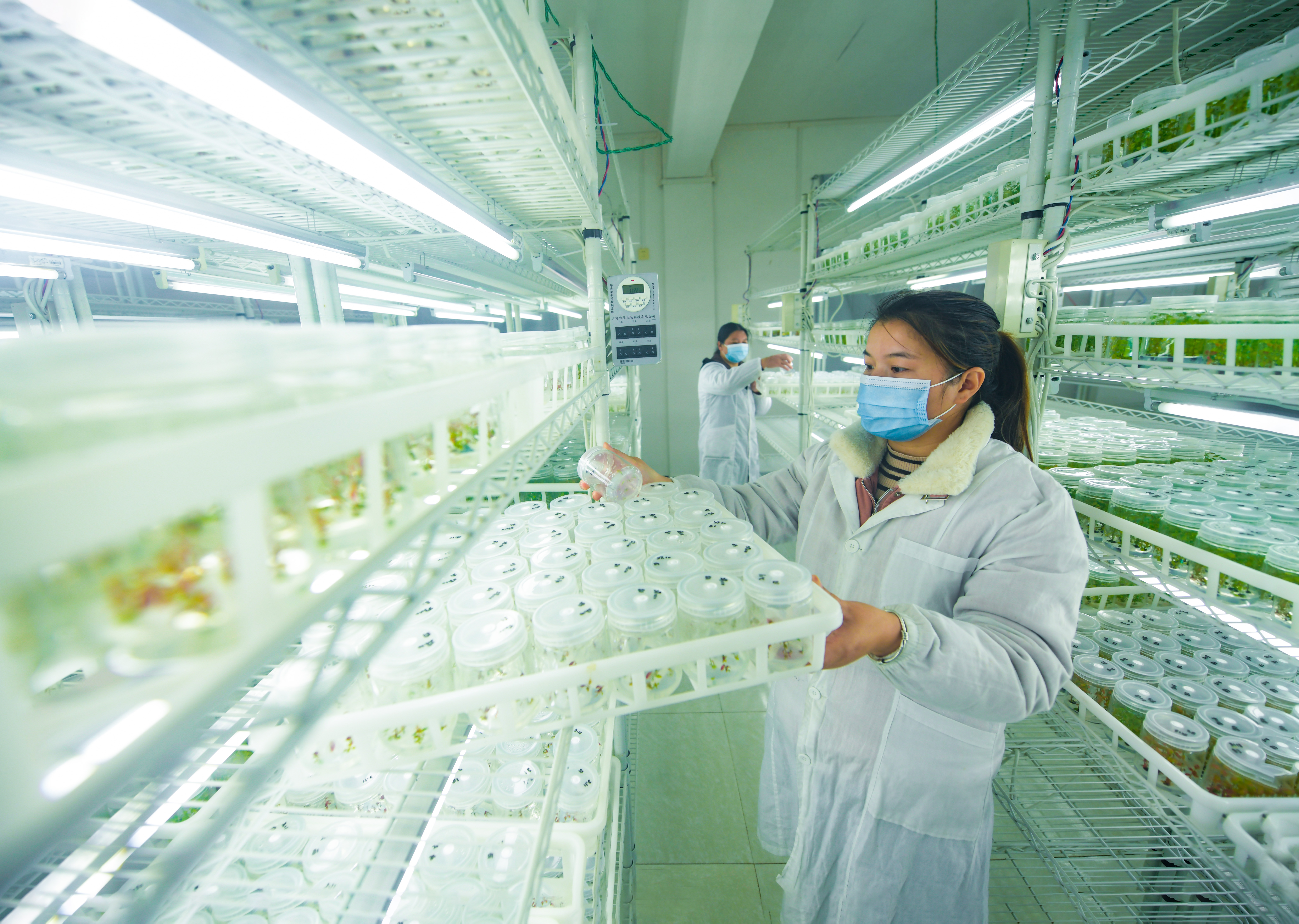 dD0xNzYzMzYzNDc4X3I9MWNiYjcyZWJfdz0xMDgwX3E9MTAwX2U9anBlZw==.webp 2021年11月18日,麻江县翁保蓝莓种苗繁育基地,科技人员在培养室里观察蓝莓组培苗生长情况.。贵州日报 杨涛 摄jpeg.jpeg