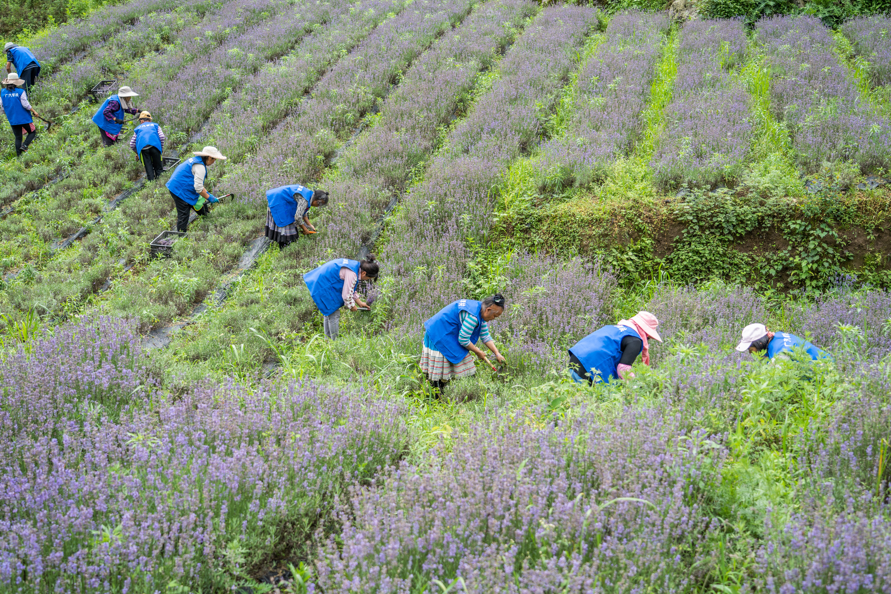 dD0xNzYzMzYzNjA3X3I9MTEwZTM0ZDlfdz0xMDgwX3E9MTAwX2U9anBn.webp 2022年6月15日,村民在贵州省毕节市纳雍县厍东关乡李子村采收成熟的薰衣草。罗大富 摄 (4).jpg