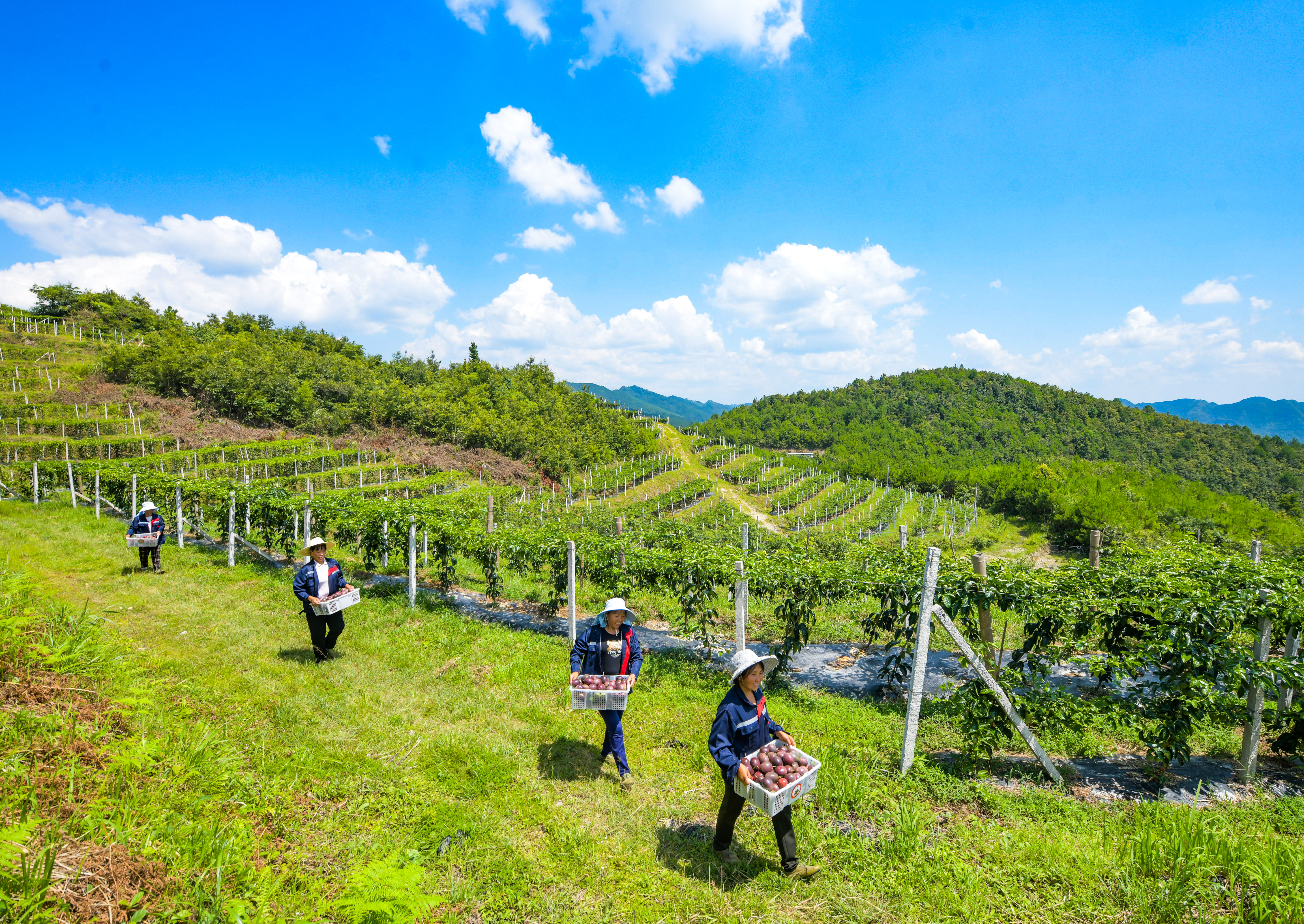 dD0xNzYzMzYzNjQ2X3I9ODg2OTI2NzNfdz0xMDgwX3E9MTAwX2U9anBlZw==.webp 2022年8月1日,在平塘县克度镇先进村山顶红百果园基地,果农在果园里运送刚采摘的百香果。贵州日报 杨涛 摄.jpeg