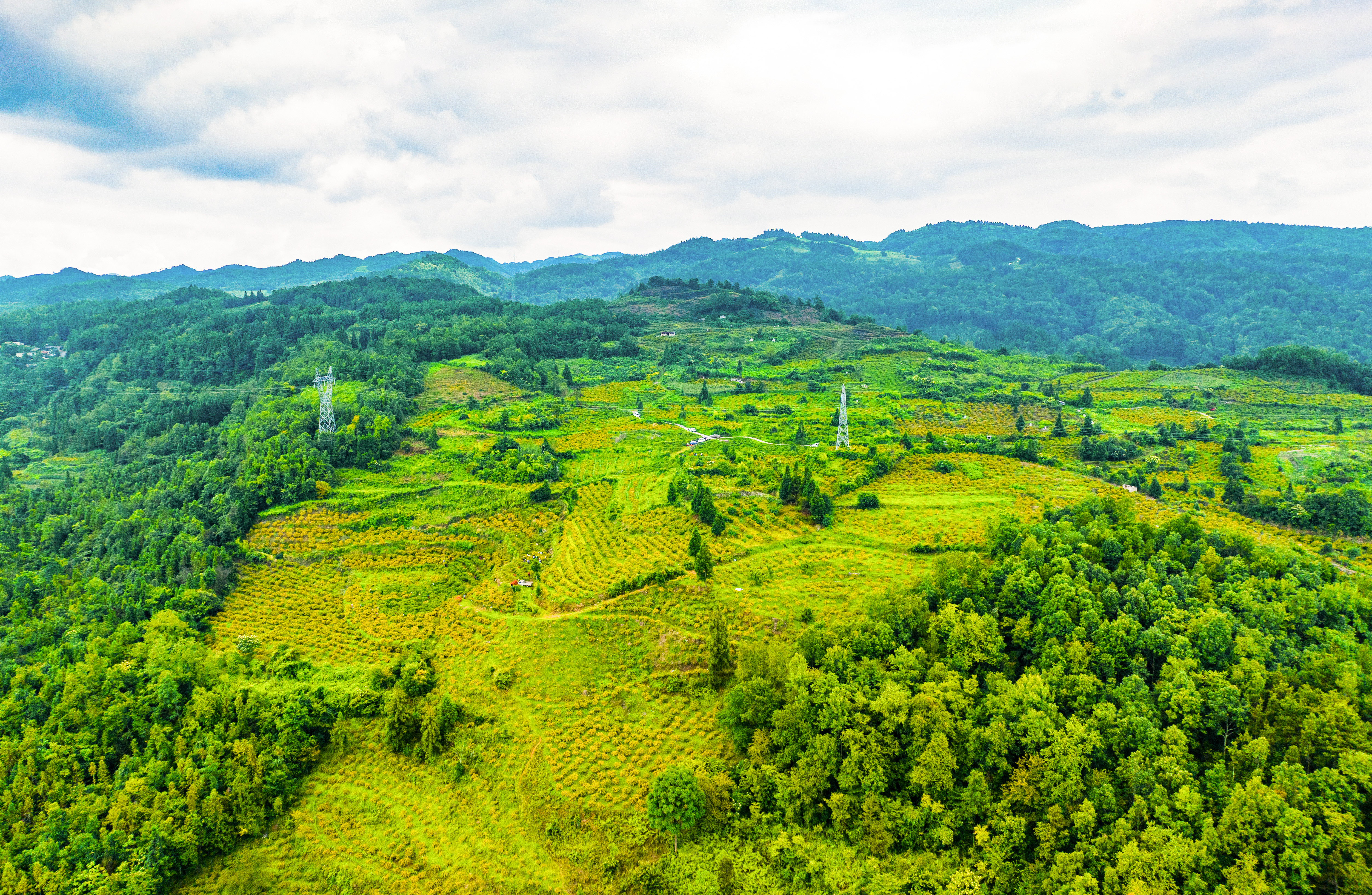 dD0xNzYzMzYzODU5X3I9ODc4OTc1YTlfdz0xMDgwX3E9MTAwX2U9anBn.webp 2023年8月,黔南州龙里县谷脚镇茶香村的山坡上,到处洒满金色,一颗颗金灿灿的刺梨挂满枝头。目前,贵州刺梨种植面积达152万亩,综合产值约100亿元,其种植规模、加工能力与产品种类均占全国90%以上,成为全国刺梨产业名副其实的策源地和引领区。.jpg