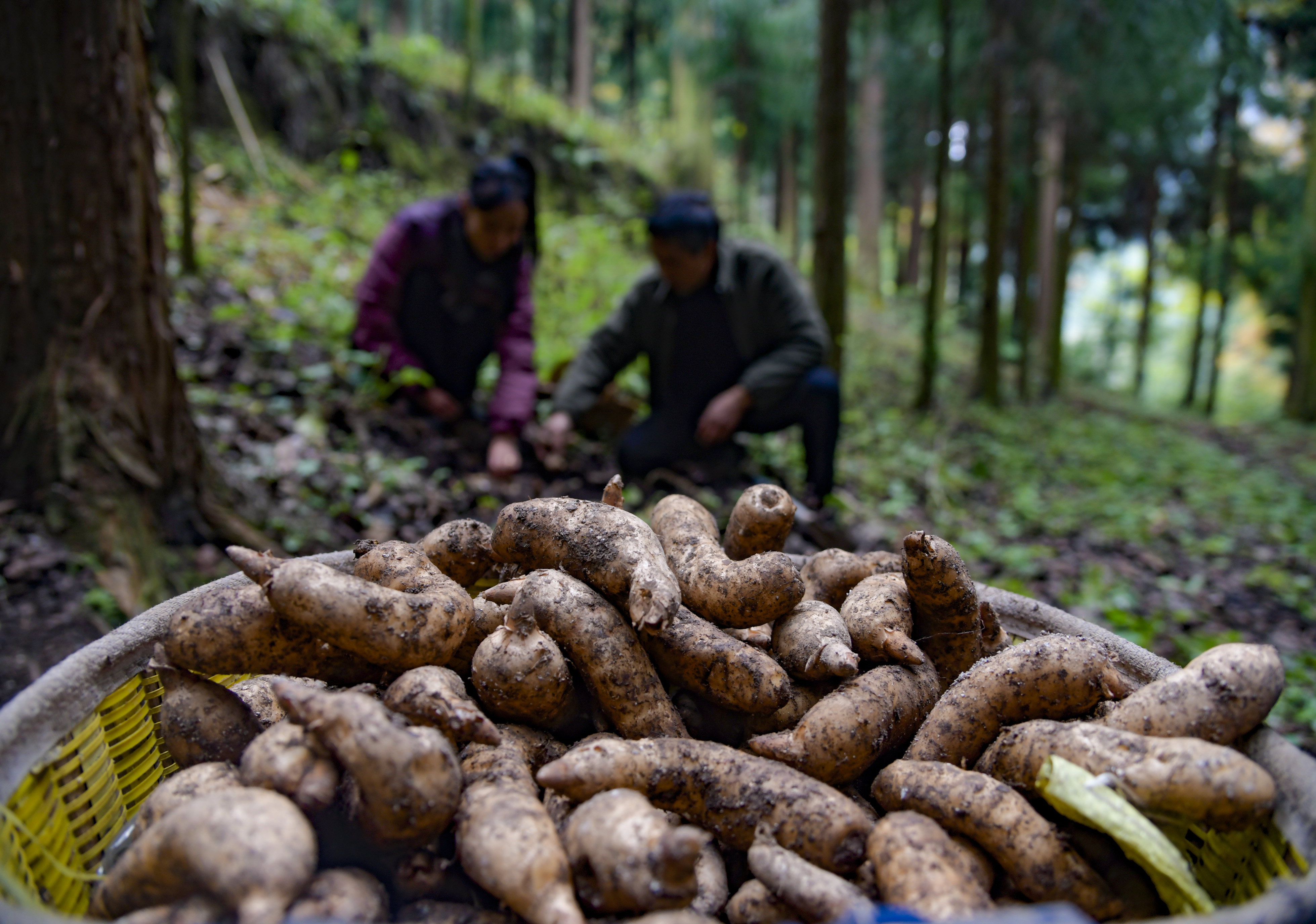 2023年11月，毕节大方县羊场镇穿岩村的天麻种植基地村民在采摘天麻。.JPG