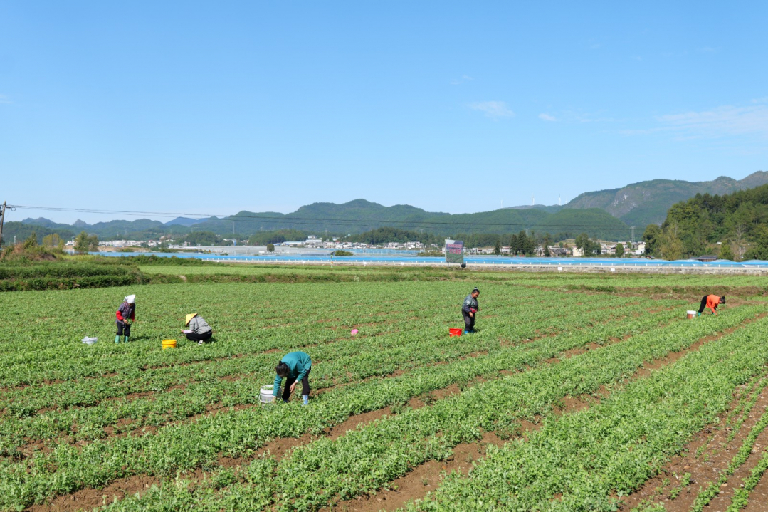 dD0xNzYzMzYzOTg0X3I9M2FiMzcwOGZfdz0xMDc5X3E9MTAwX2U9anBn.webp 2024年10月,龙里县湾滩河镇的菜农们正忙着采收豌豆荚。当地通过“公司+合作社+种植大户+农户”模式,持续提升种植技术、优化产业结构,推动优质豌豆尖远销“北上广深”,为当地居民开辟增收新路,有力助推乡村振兴。.jpg