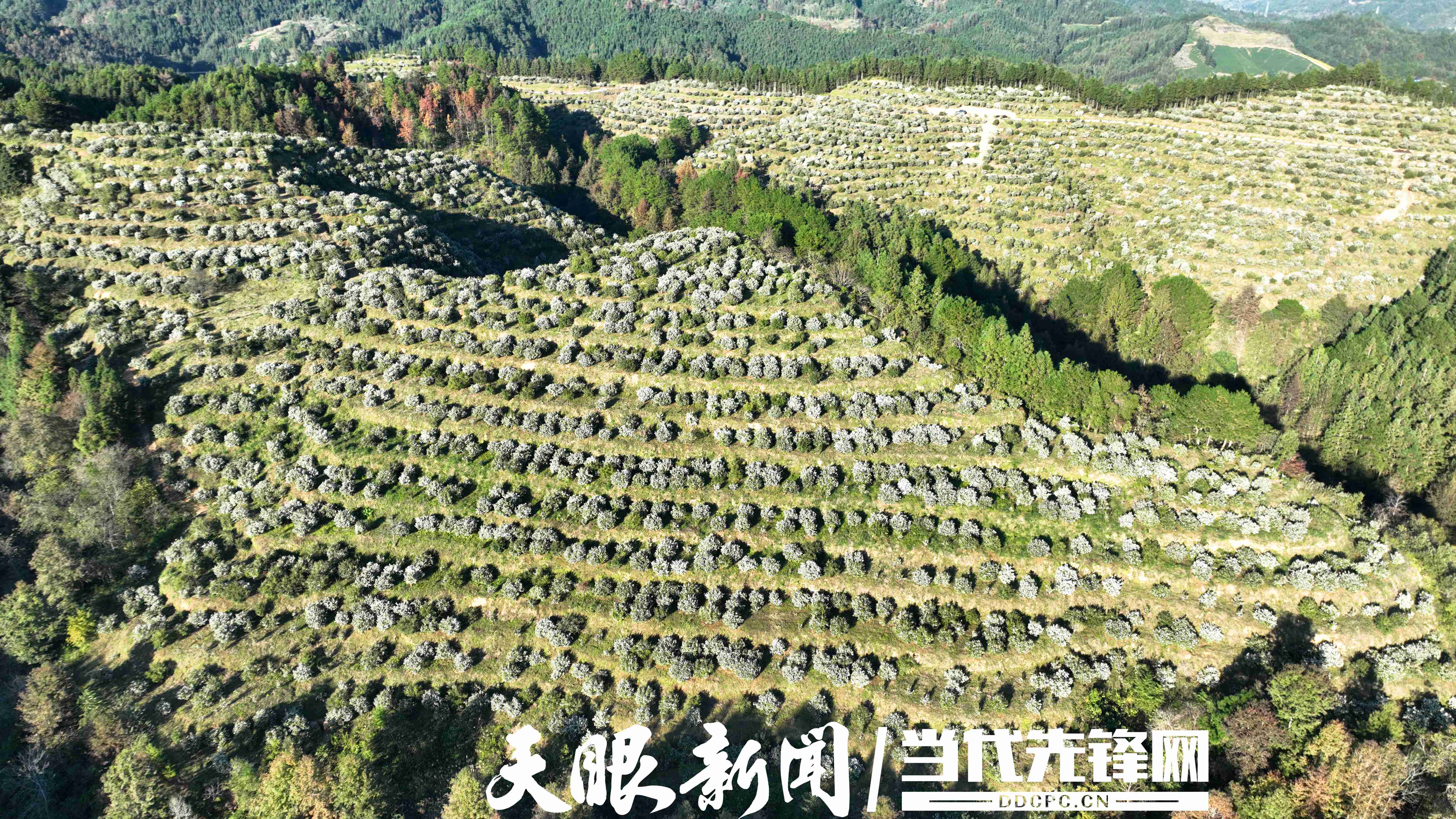 17637358344809.JPG 黎平油茶产业地里茶花盛开 (7).JPG