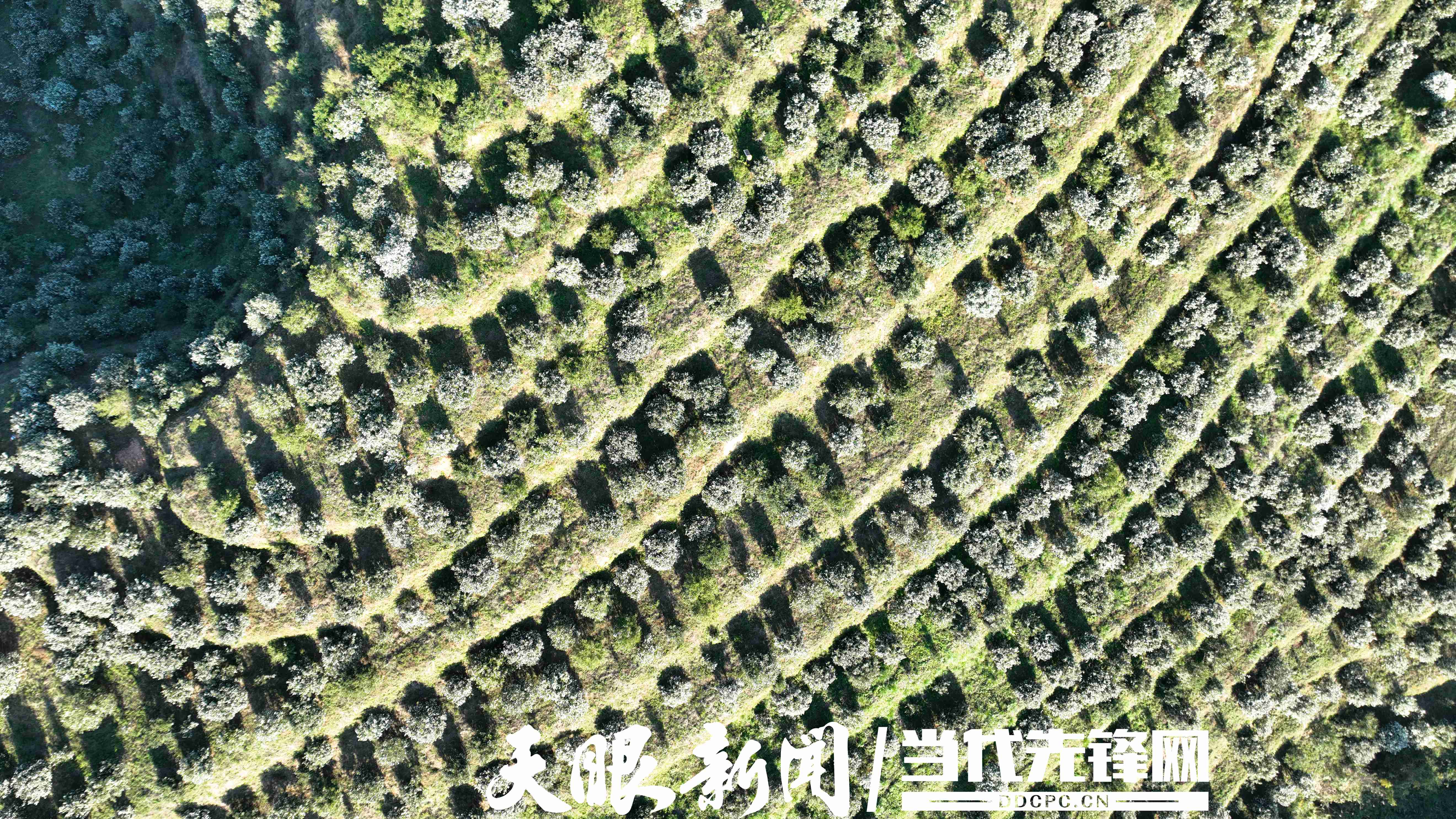 17637358065495.JPG 黎平油茶产业地里茶花盛开 (11).JPG