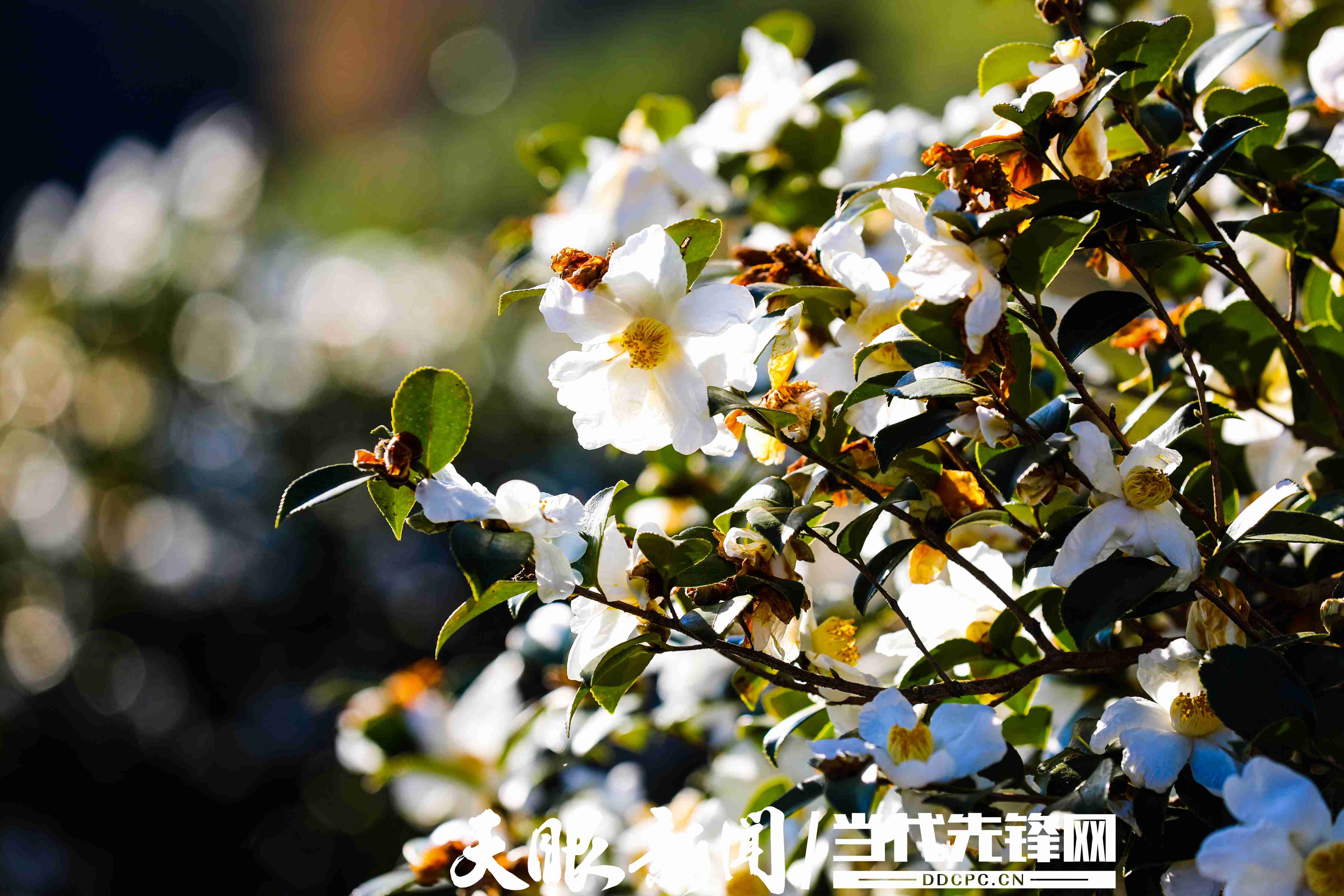 17637359012810.JPG 阳光下的茶花洁白如玉 (4).JPG