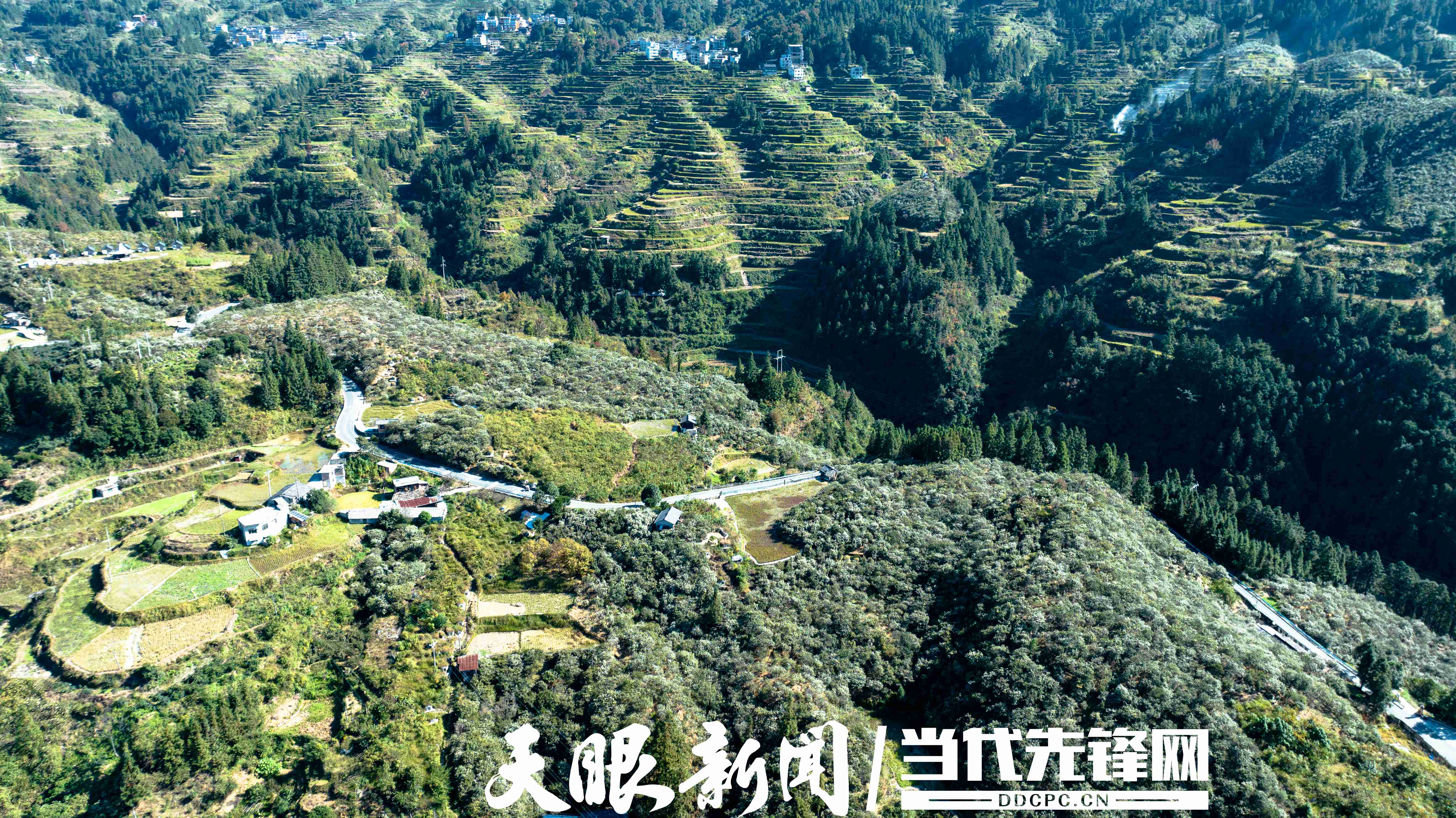 17637359198139.jpg 油茶花与青山、梯田和谐相映.jpg