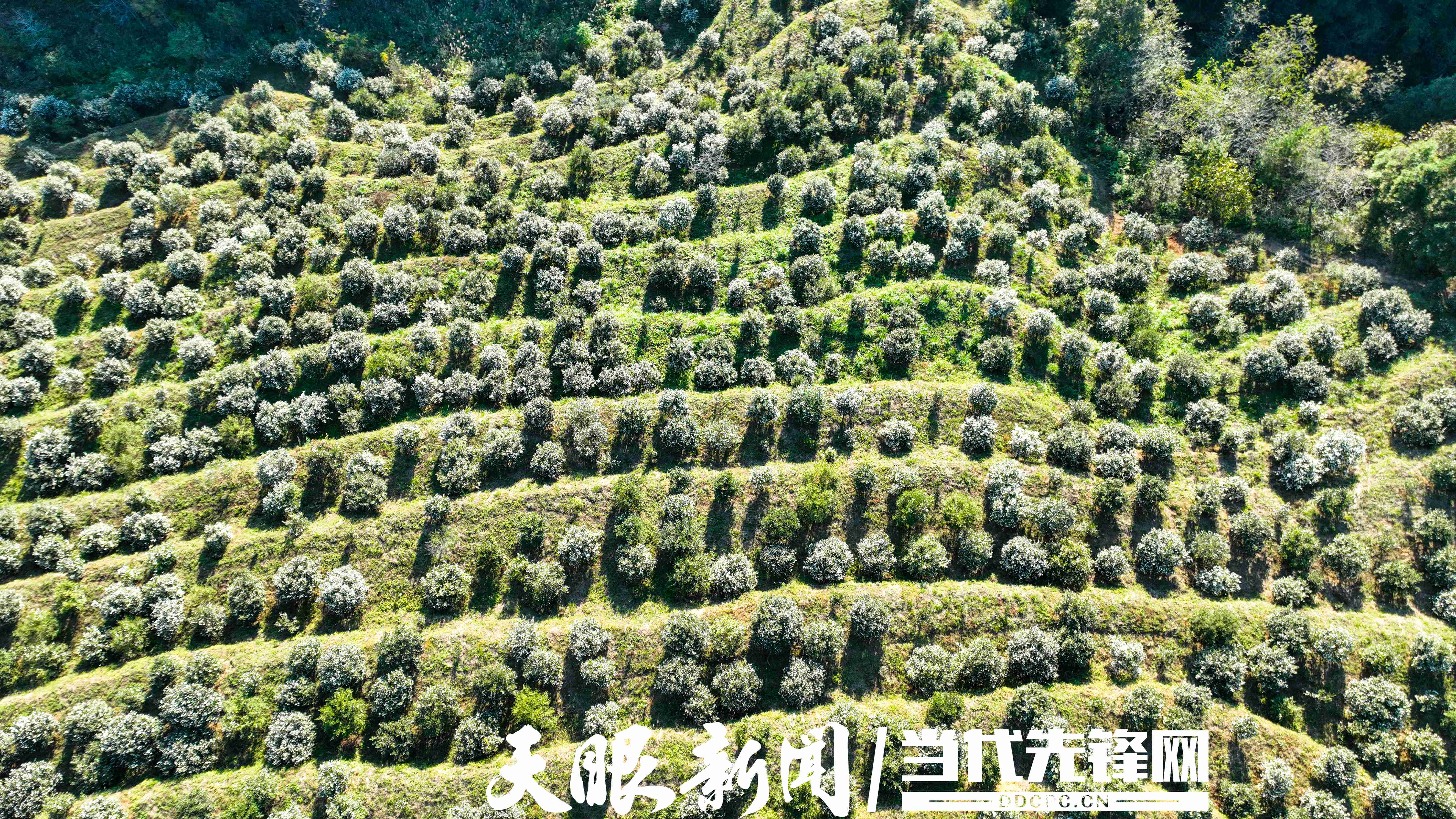 17637359305410.JPG 黎平油茶产业地里茶花盛开 (12).JPG