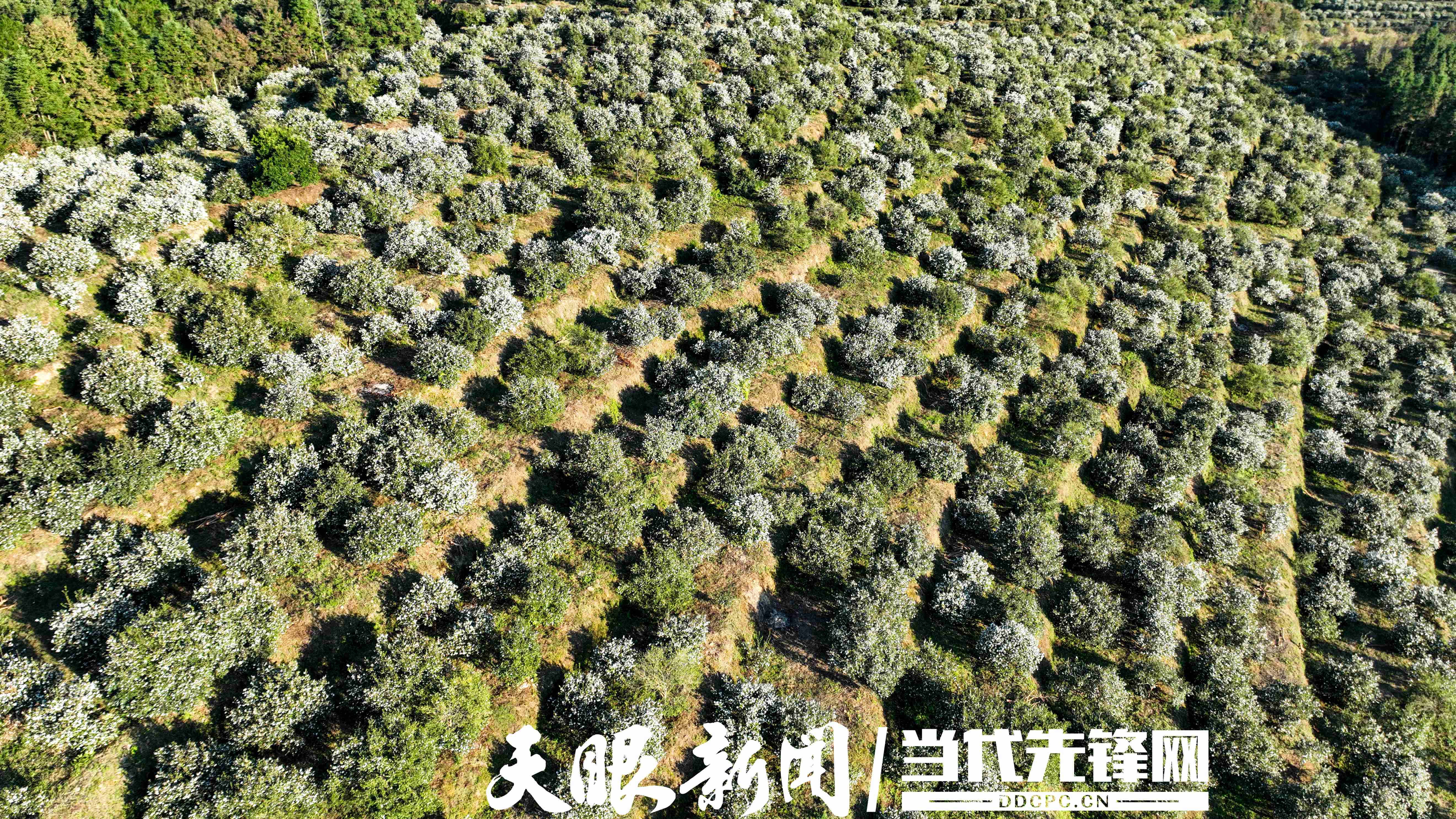 17637359493077.JPG 黎平油茶产业地里茶花盛开 (18).JPG