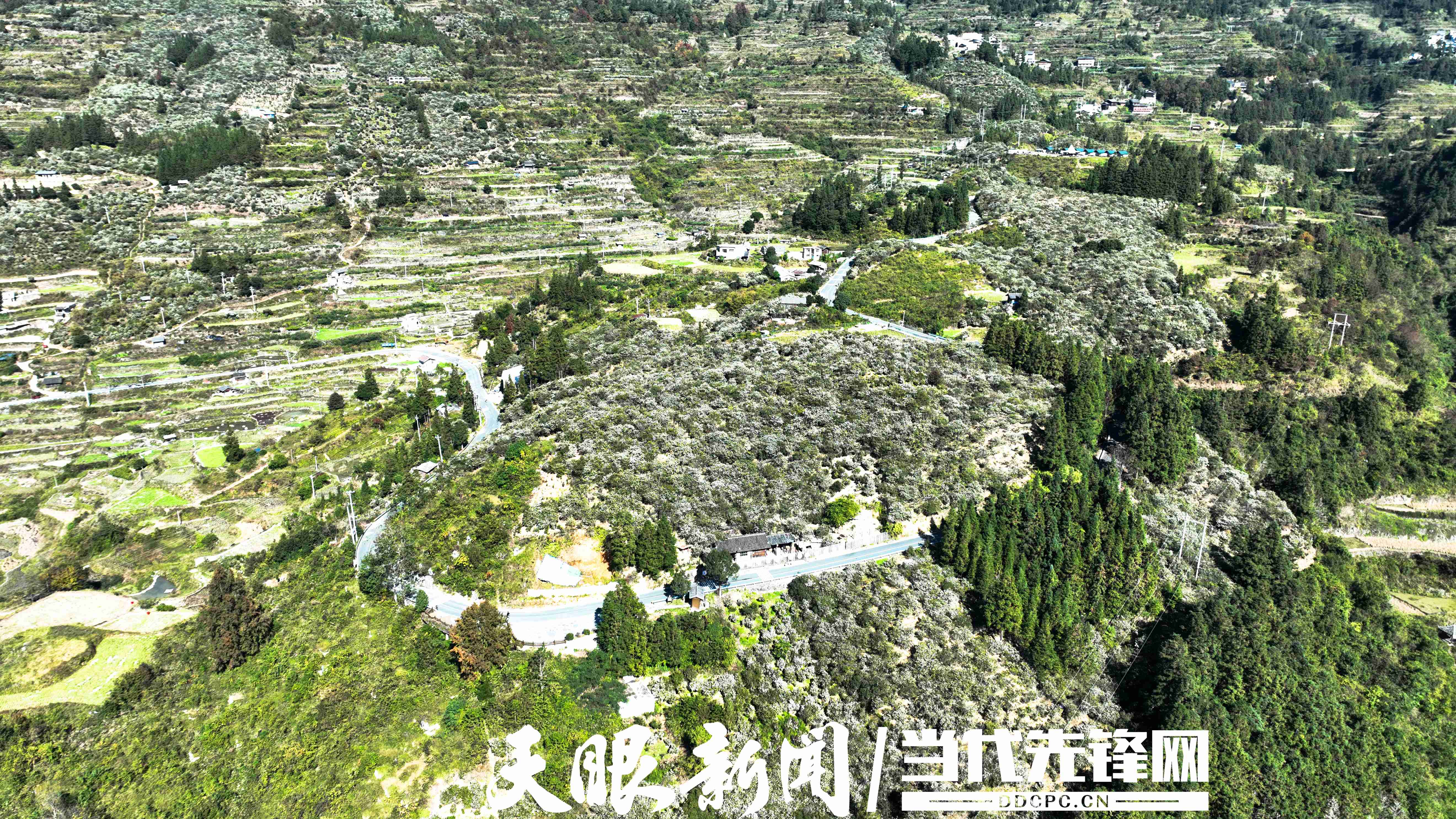 17637359687225.JPG 在中国乡村旅游1号公路上盛开的油茶花海.JPG